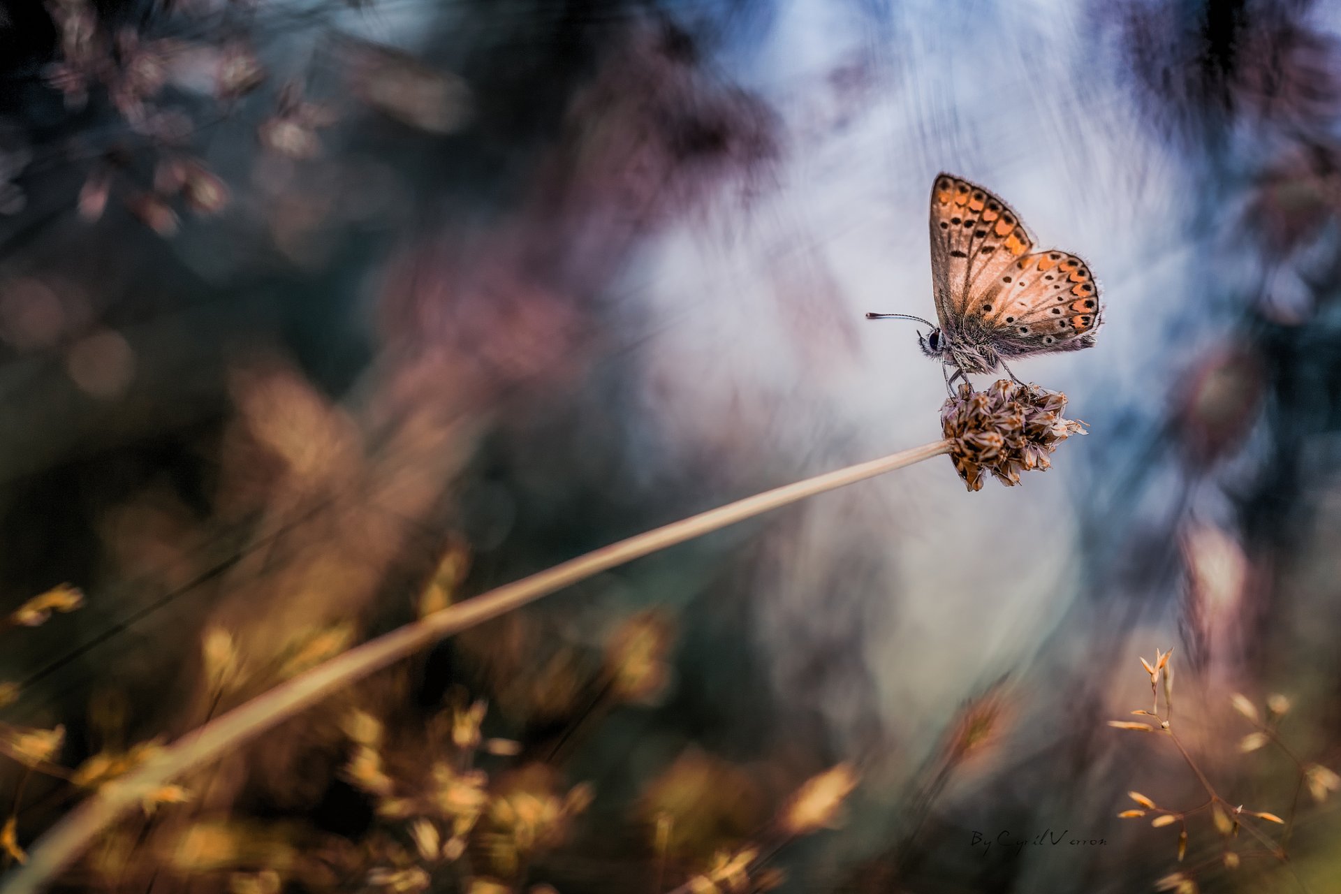 planta mariposa macro bokeh