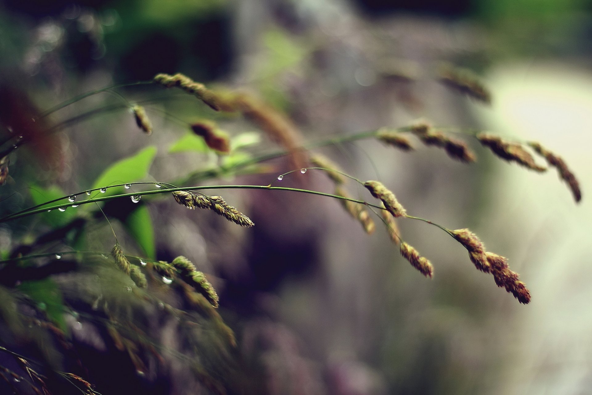 close up grass spikes drop