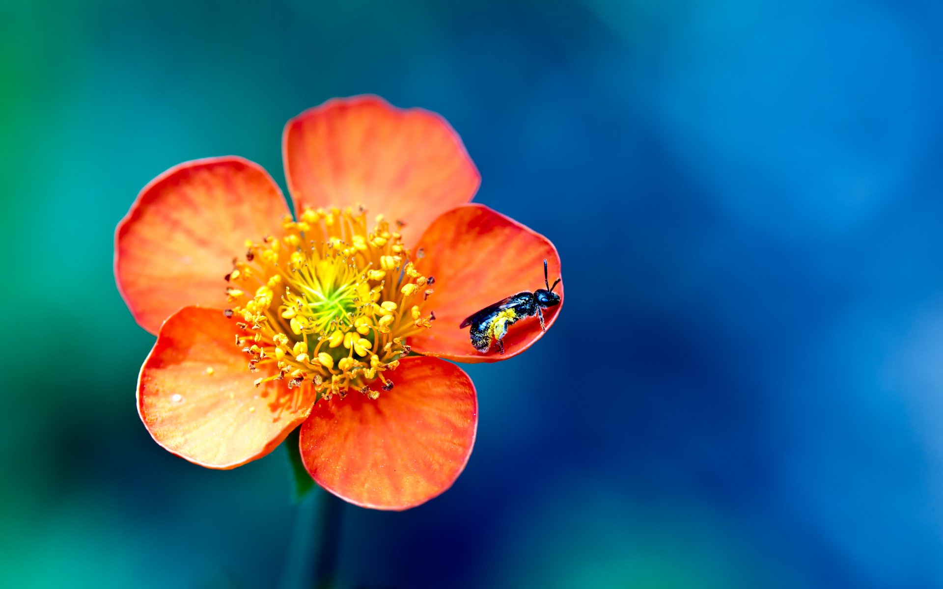 close up flower wasp insect petals paint bokeh macro colors 2560x1600