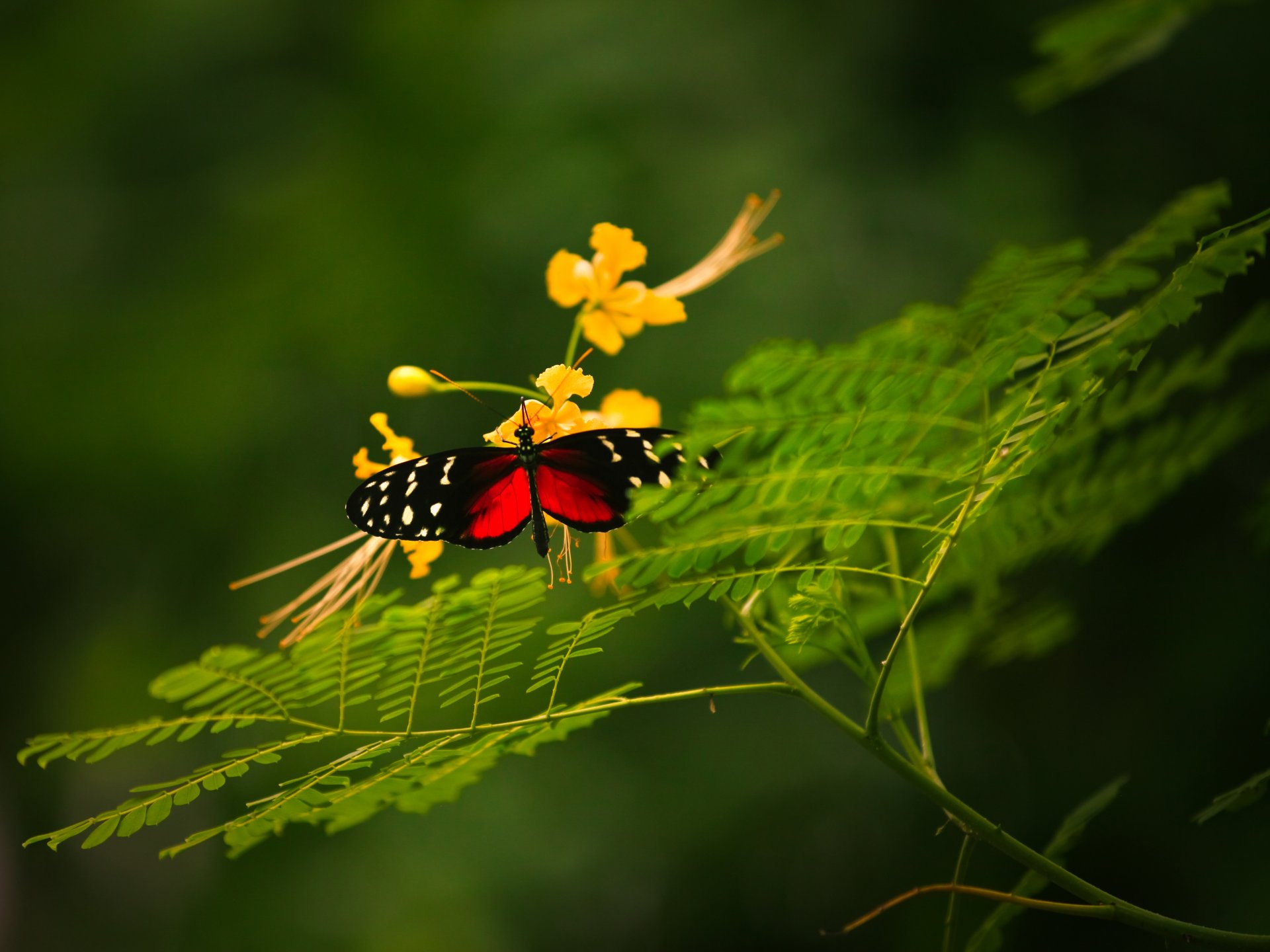 makro motyl wzrost kwiat