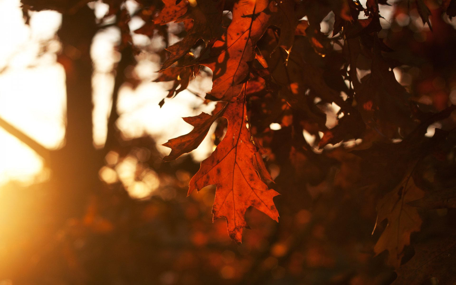 leaf leaves oak trees autumn season evening sunset sky sun rays light