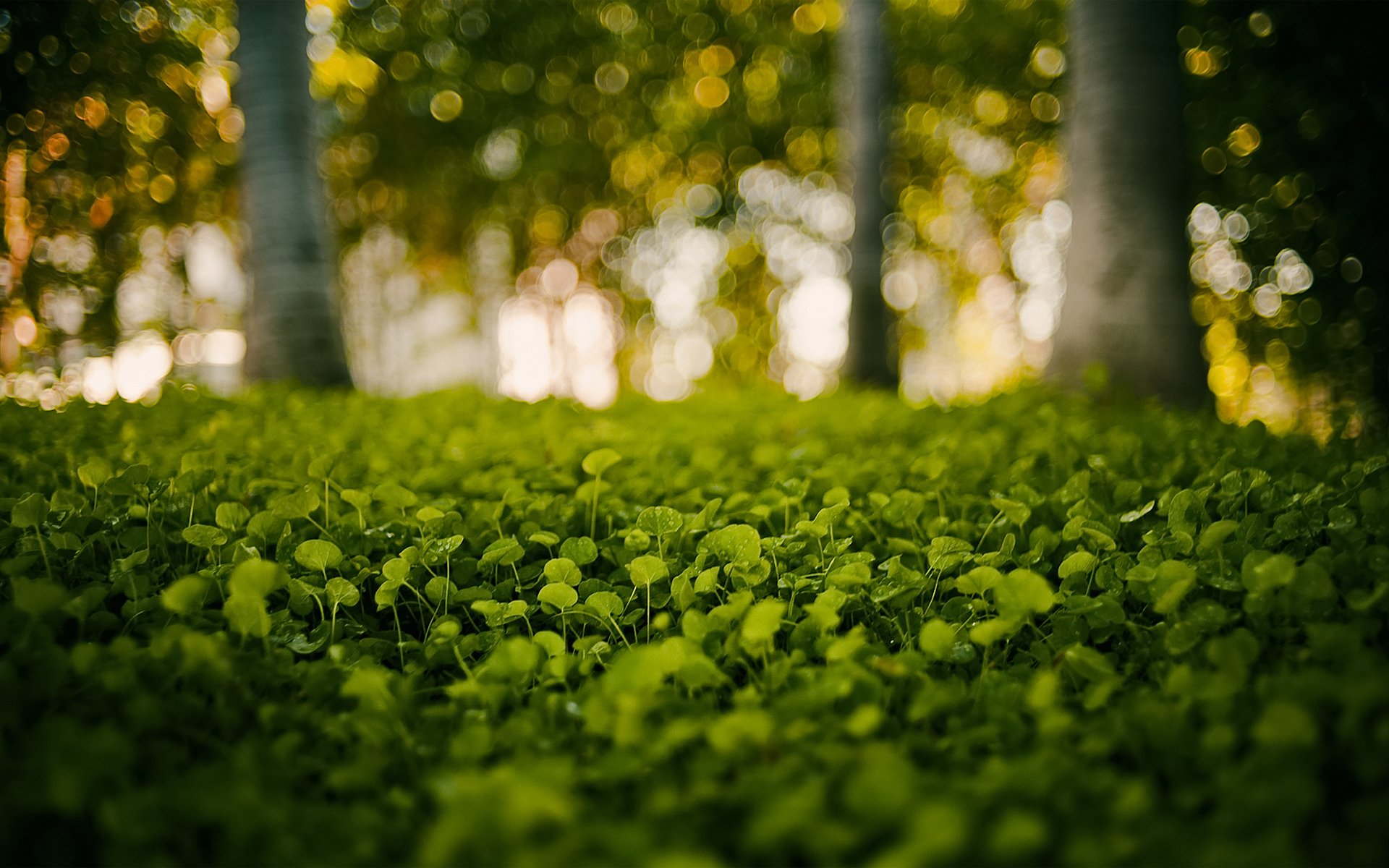 gros plan herbe gouttes verdure arbres faits saillants