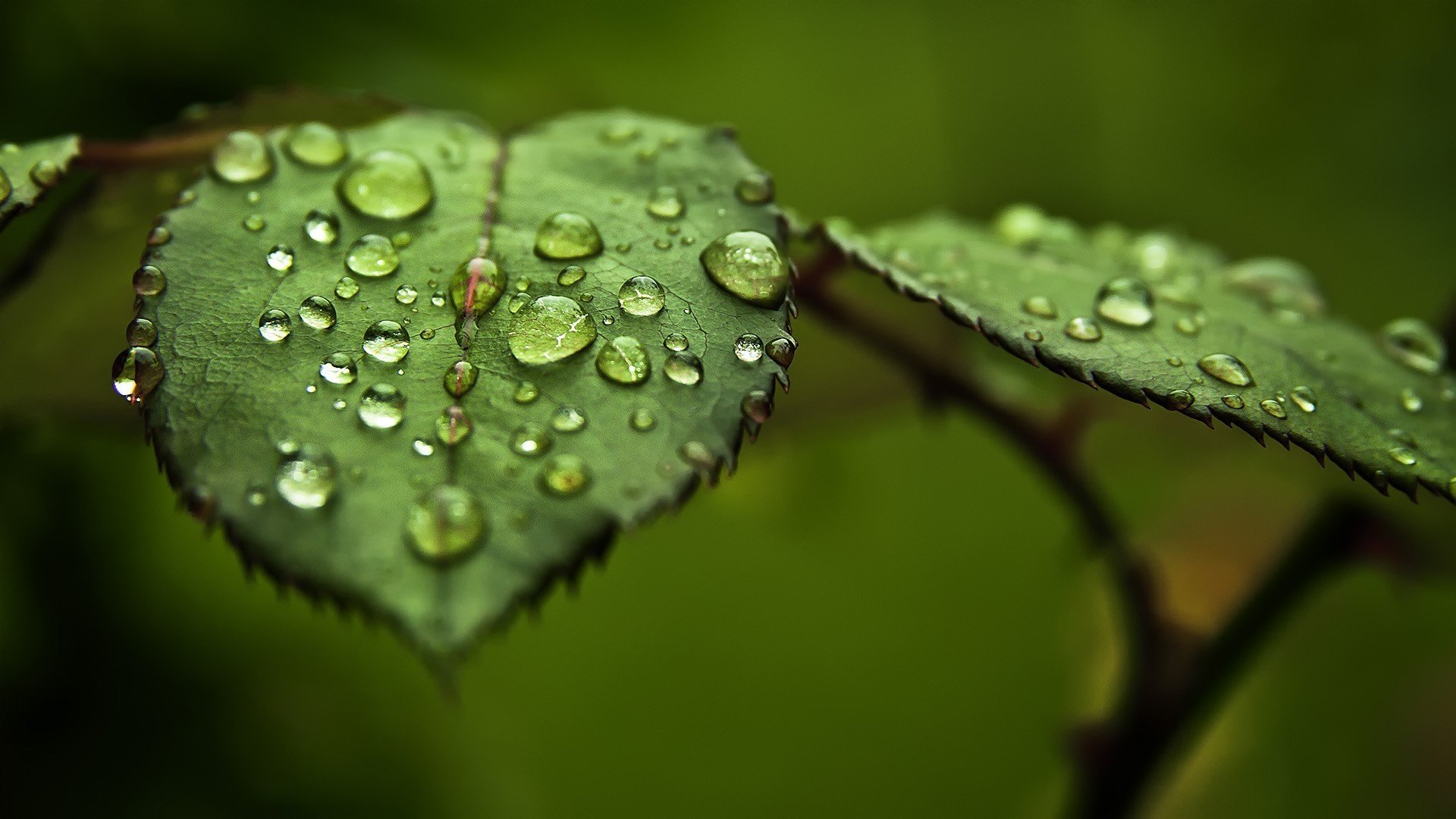 gocce acqua foglie verdi macro rugiada