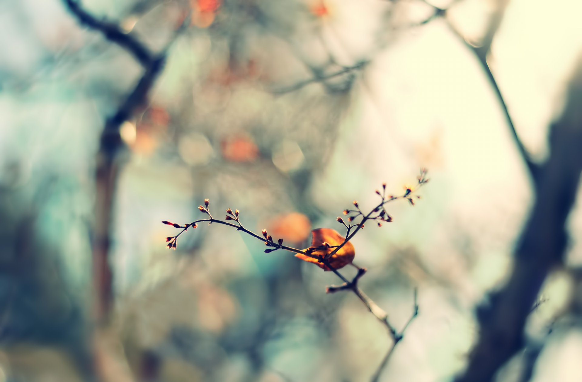 ramoscello foglia foglia natura primavera messa a fuoco sfocatura bokeh