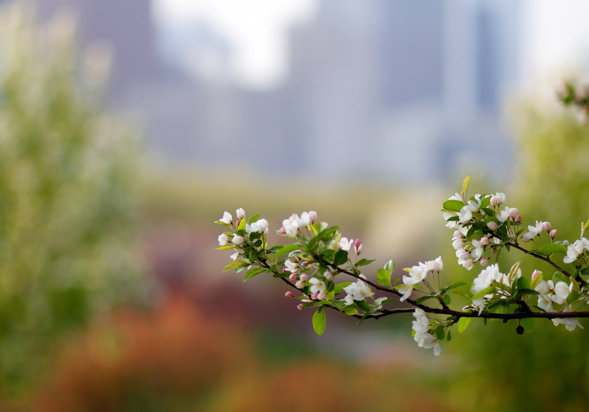 macro ramo melo colore primavera rosé bokeh luci