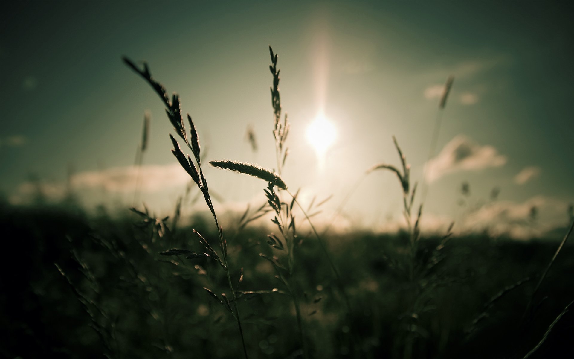 macro nature grass sun light sky clouds focus macro focus 1920x1200