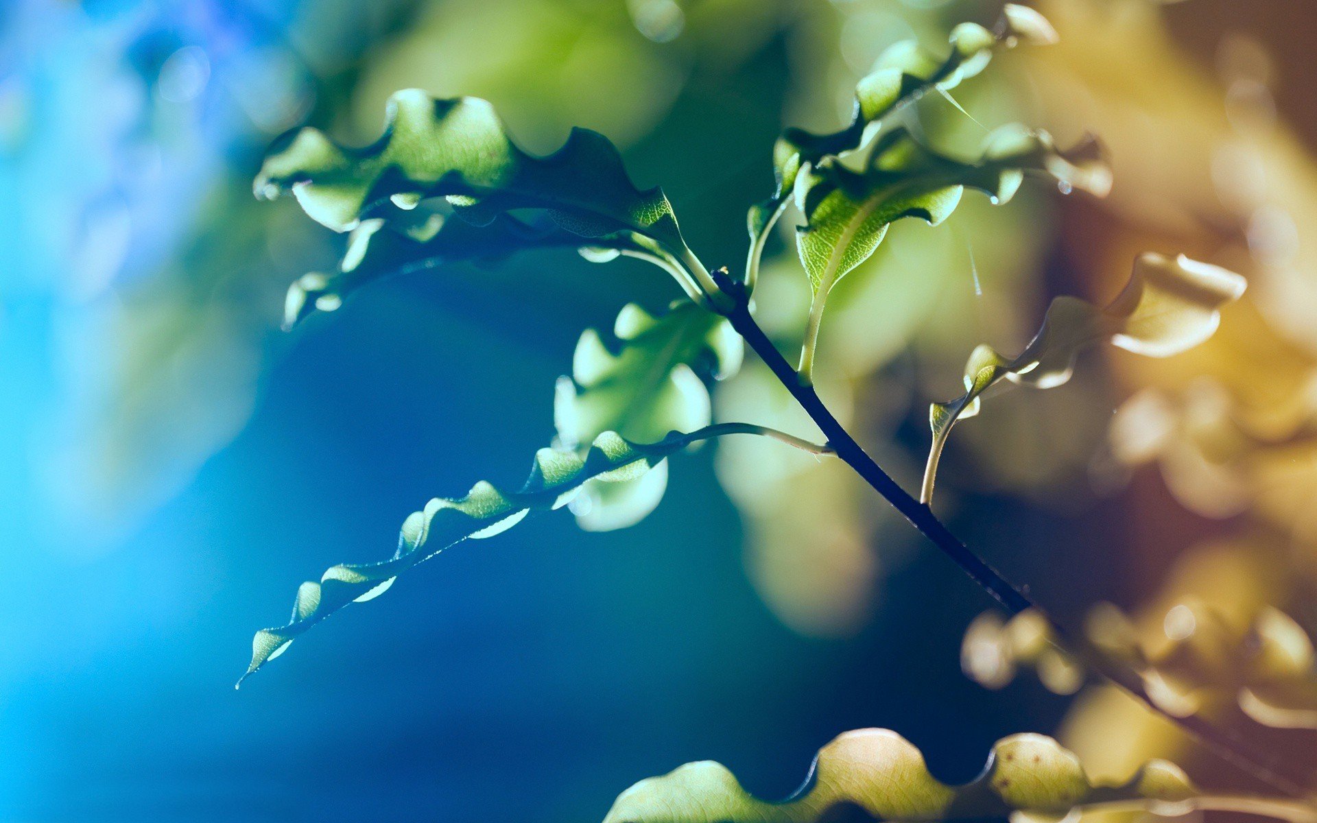 gałąź liście natura makro plama