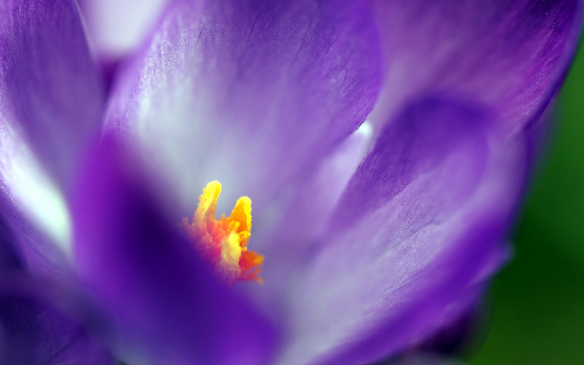 fiore natura macro