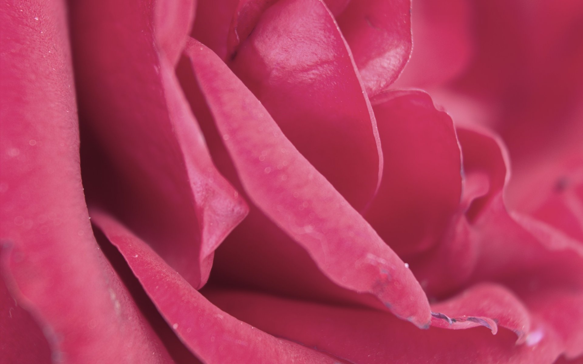 rose blütenblätter rosa sanft