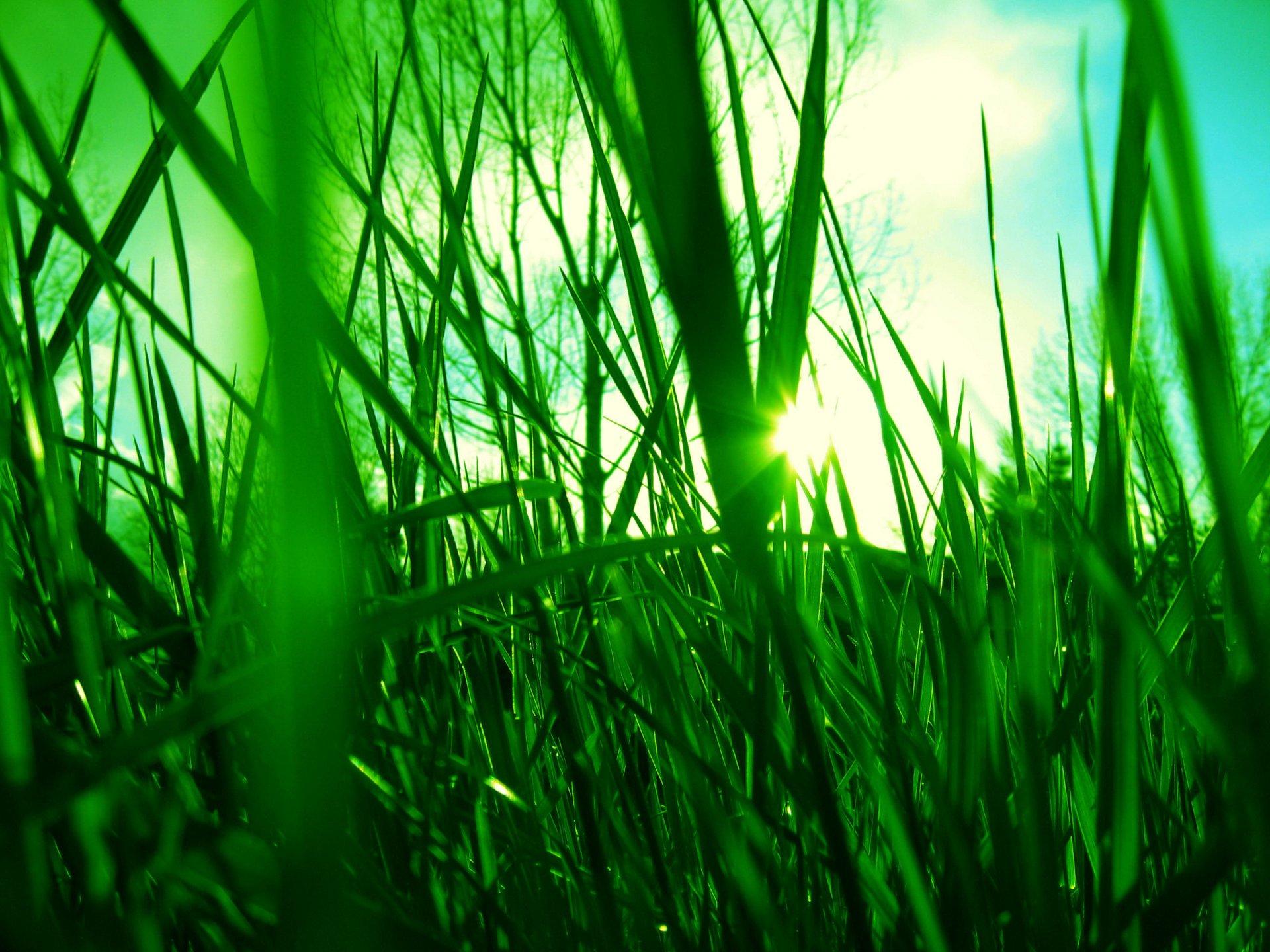 grass sky light sun rays green