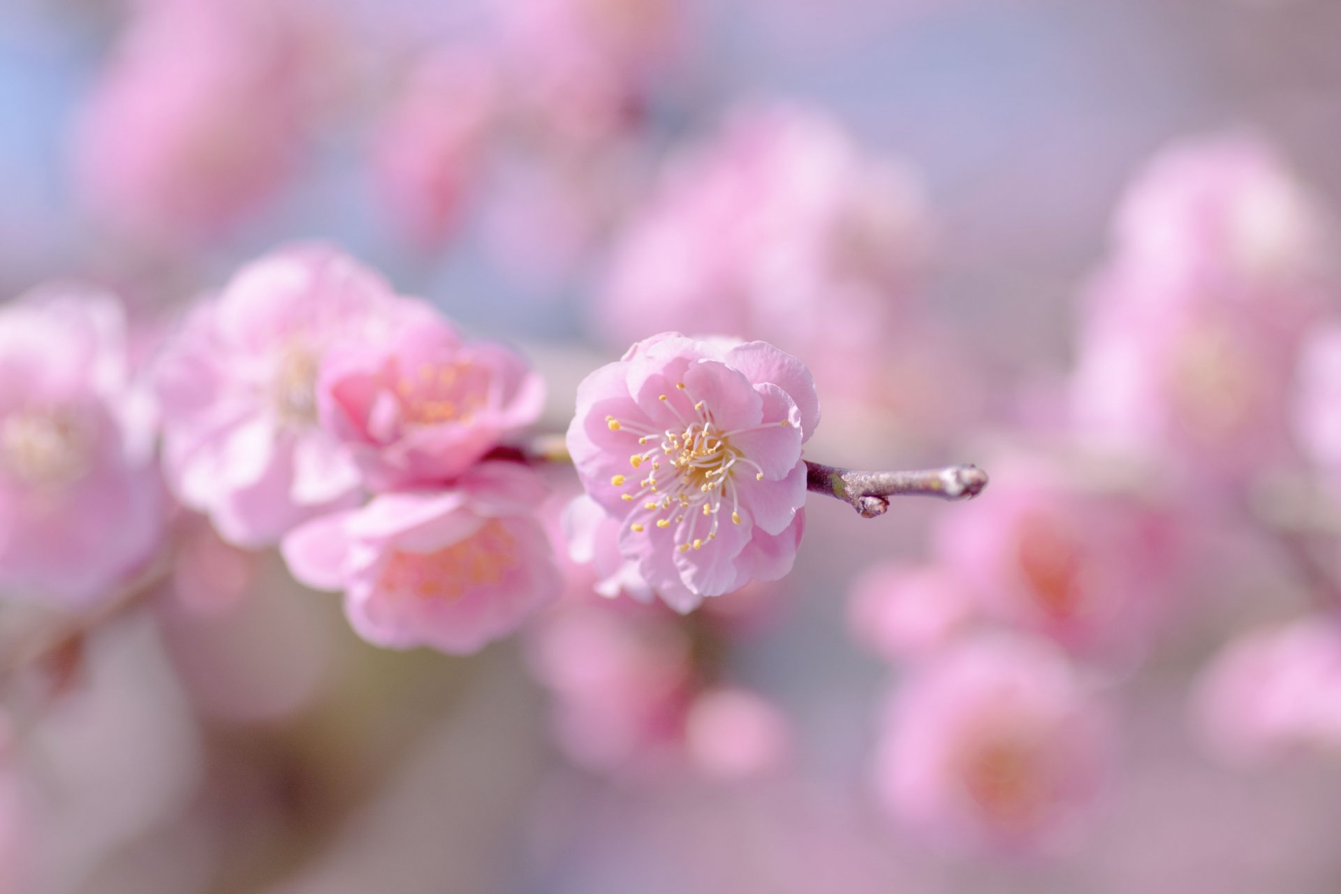 sakura różowy kwiat kwiaty kwitnienie gałązka niebo rozmycie ostrość czułość wiosna makro