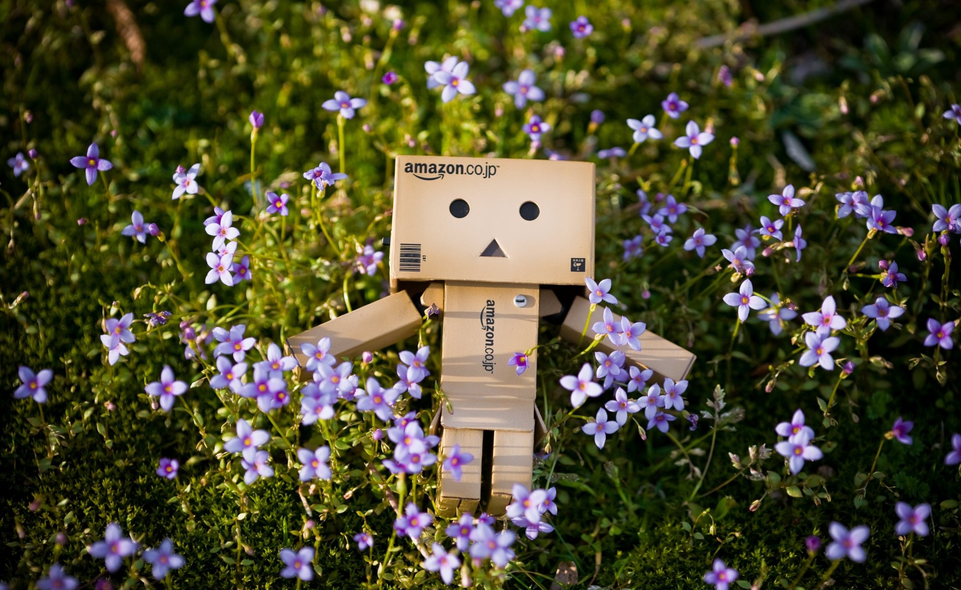 boîte danbo herbe nature fleurs