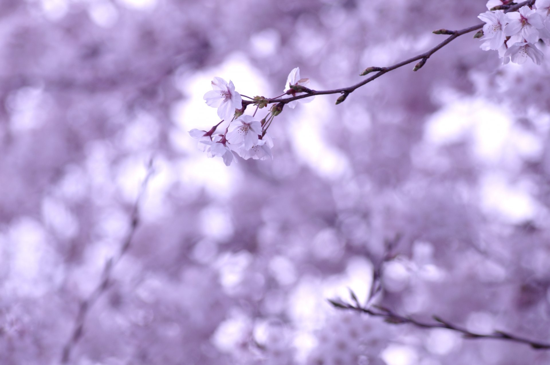 ciliegia sakura ramoscello rami fioritura fiori bianco tenerezza sfocatura primavera macro