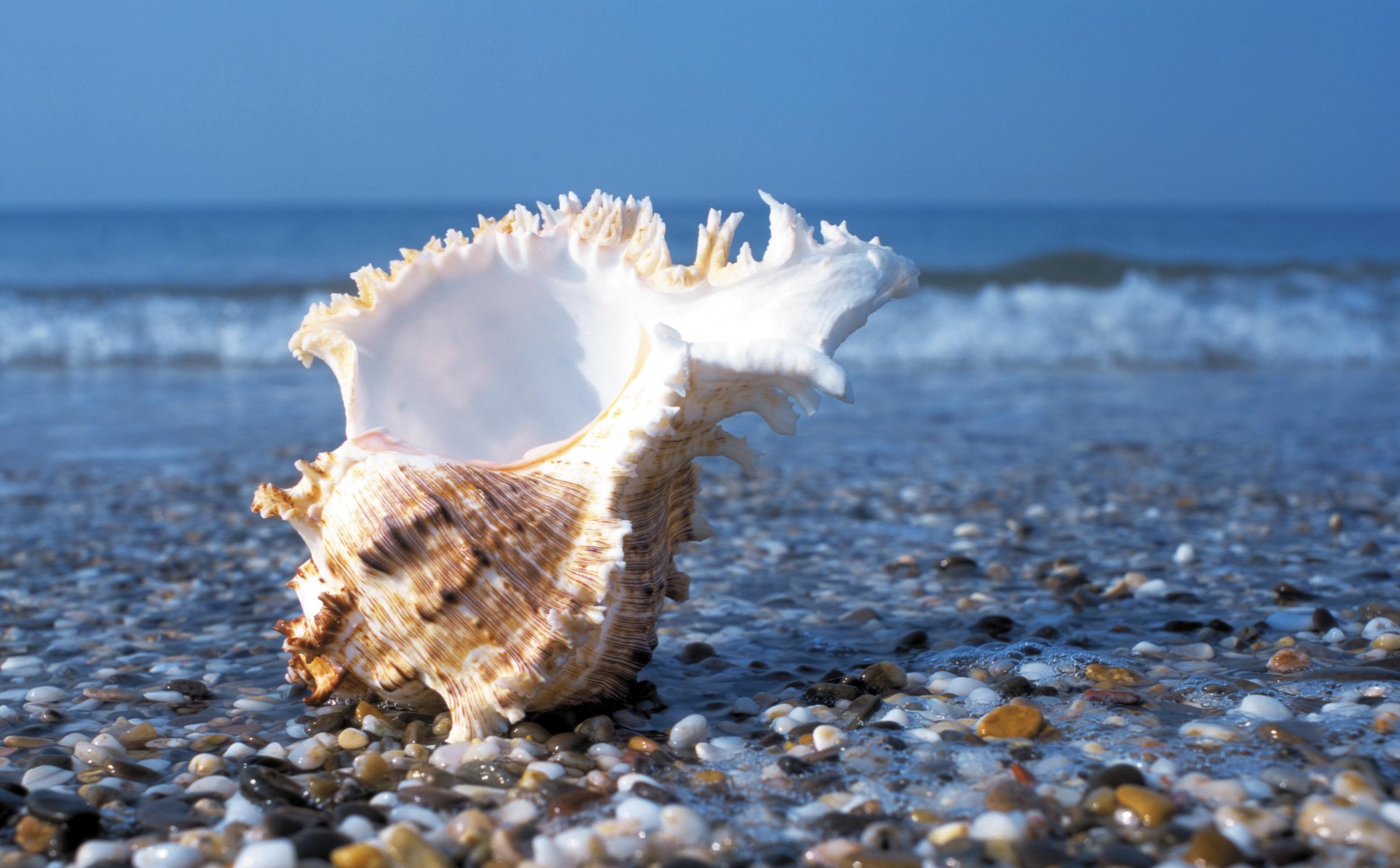 mare pietre ciottoli onde acqua estate riva conchiglia conchiglia