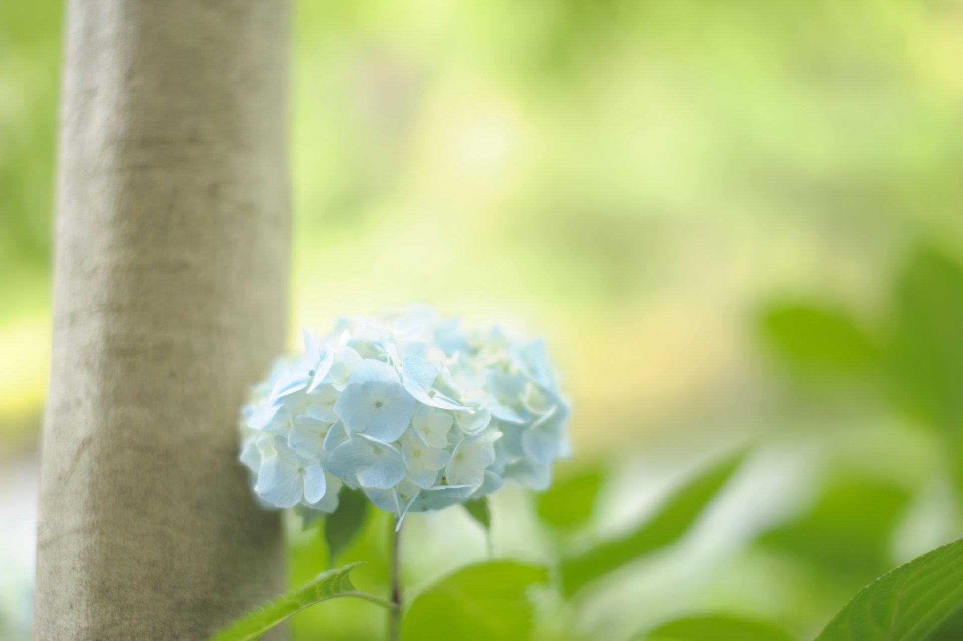 fleur bleu hortensia feuilles verdure tronc arbre nature couleurs lumière douceur tendresse gros plan