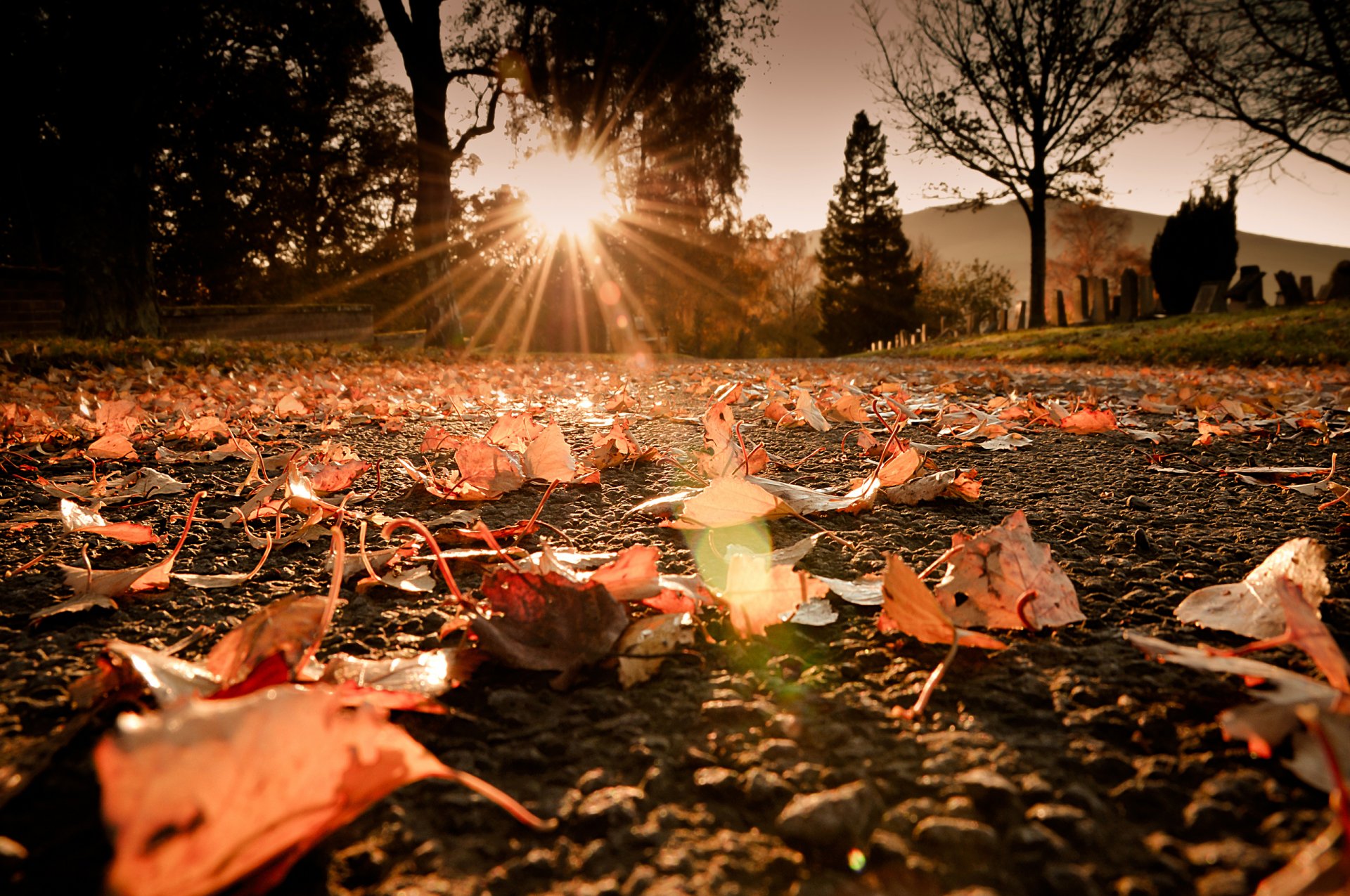 close up autumn foliage light sun rays road reflection