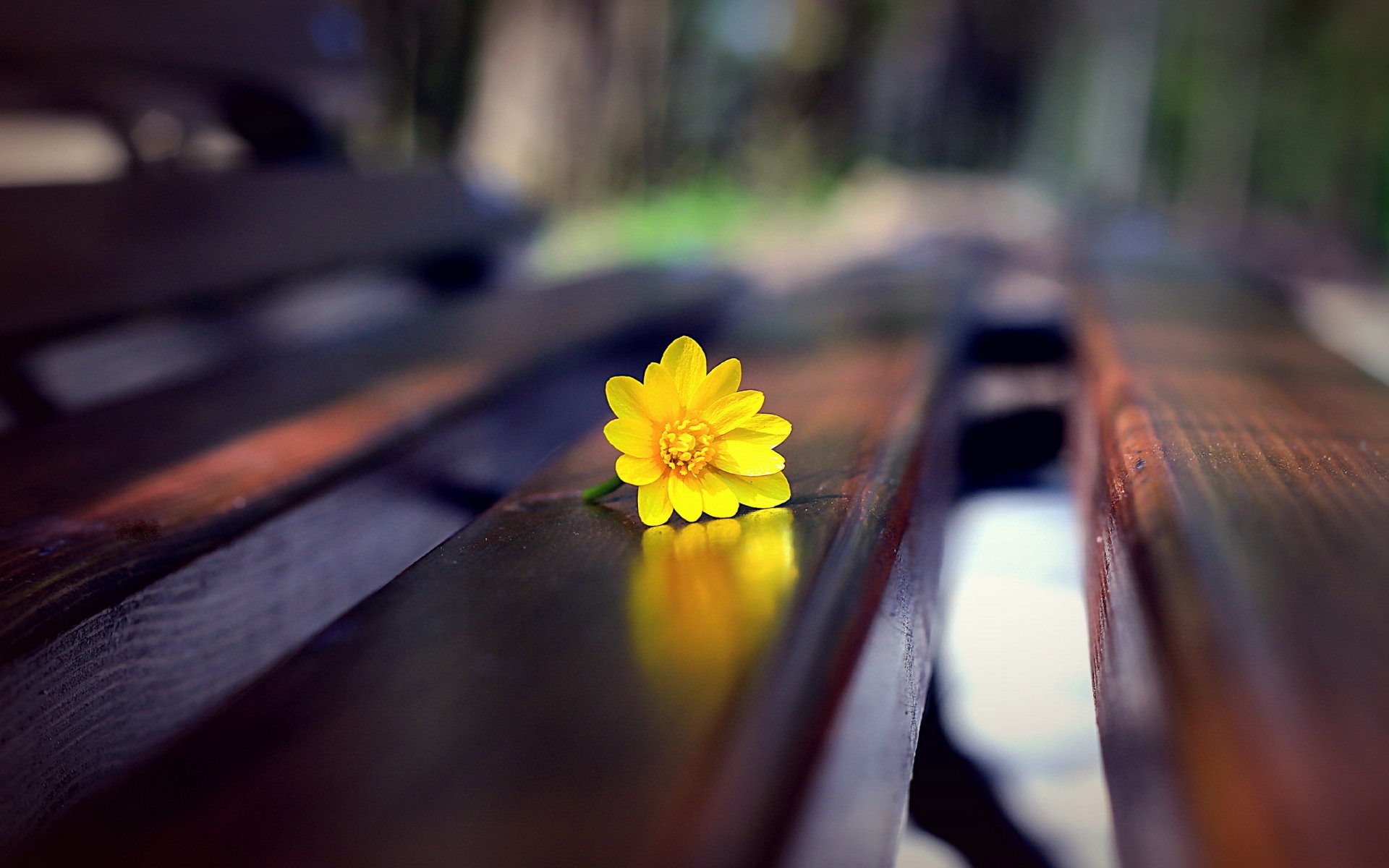 flower bench close up