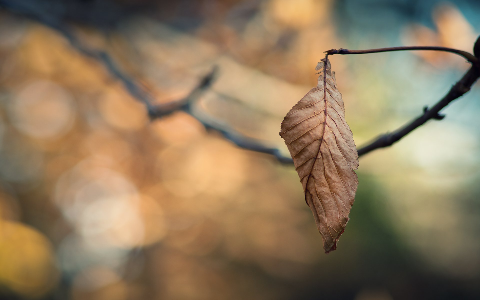 bokeh tapete makro tapete blätter tapete blätter tapete zweig zweige zweige baum herbst herbst tapete kälte konzentration einsamkeit traurigkeit tapeten hintergrundbilder beste hintergrundbilder bildschirmschoner shi