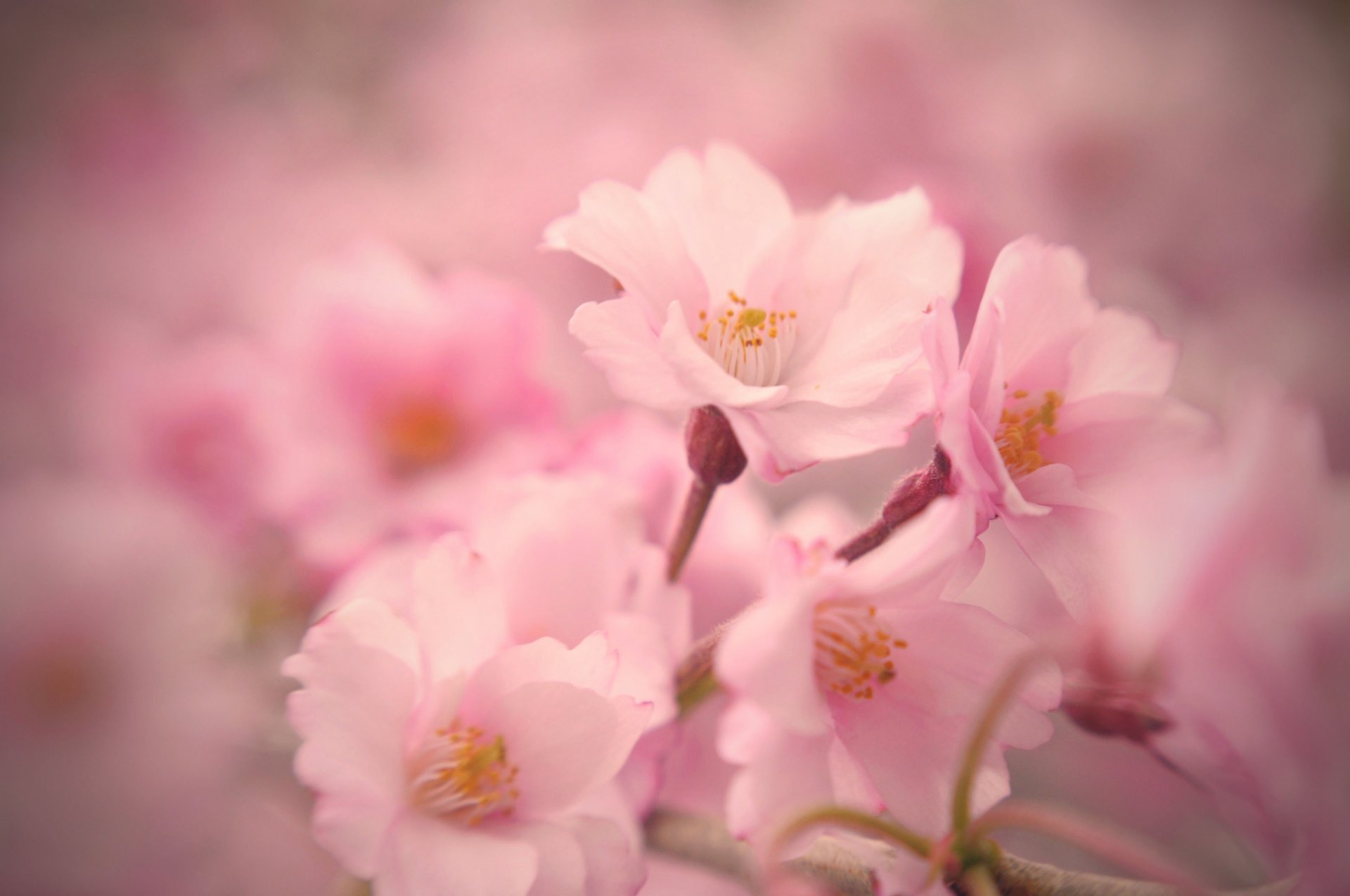 sakura fleurs rose floraison printemps tendresse gros plan