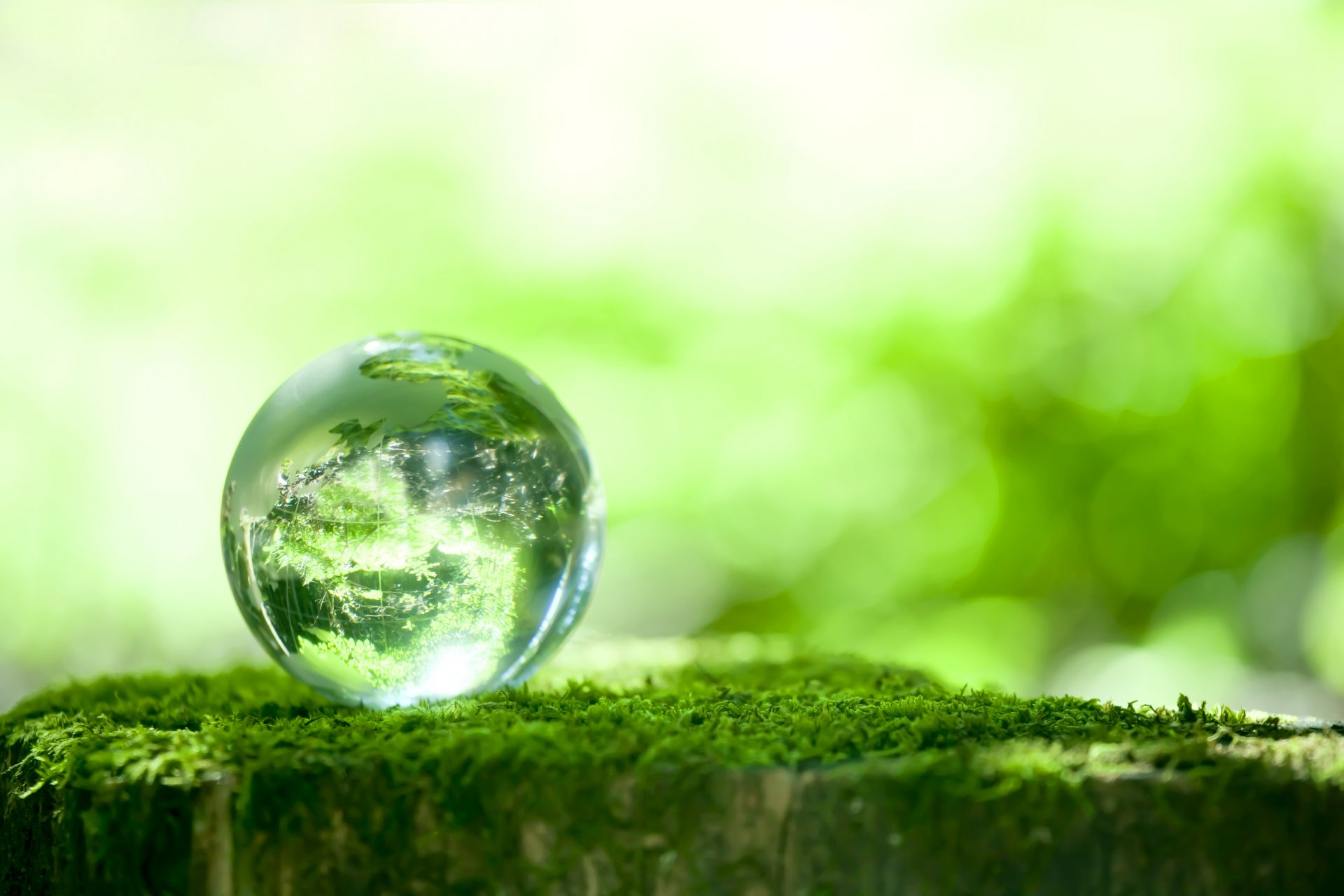 green moss ball reflection bokeh