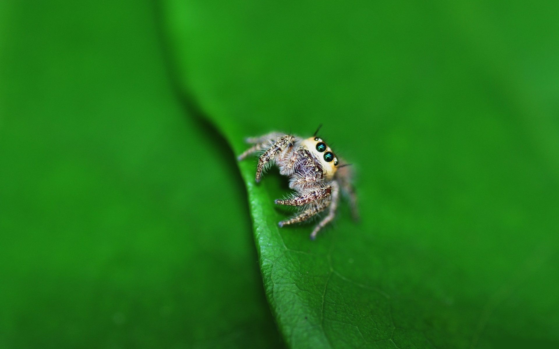 hoja araña lil araña macro