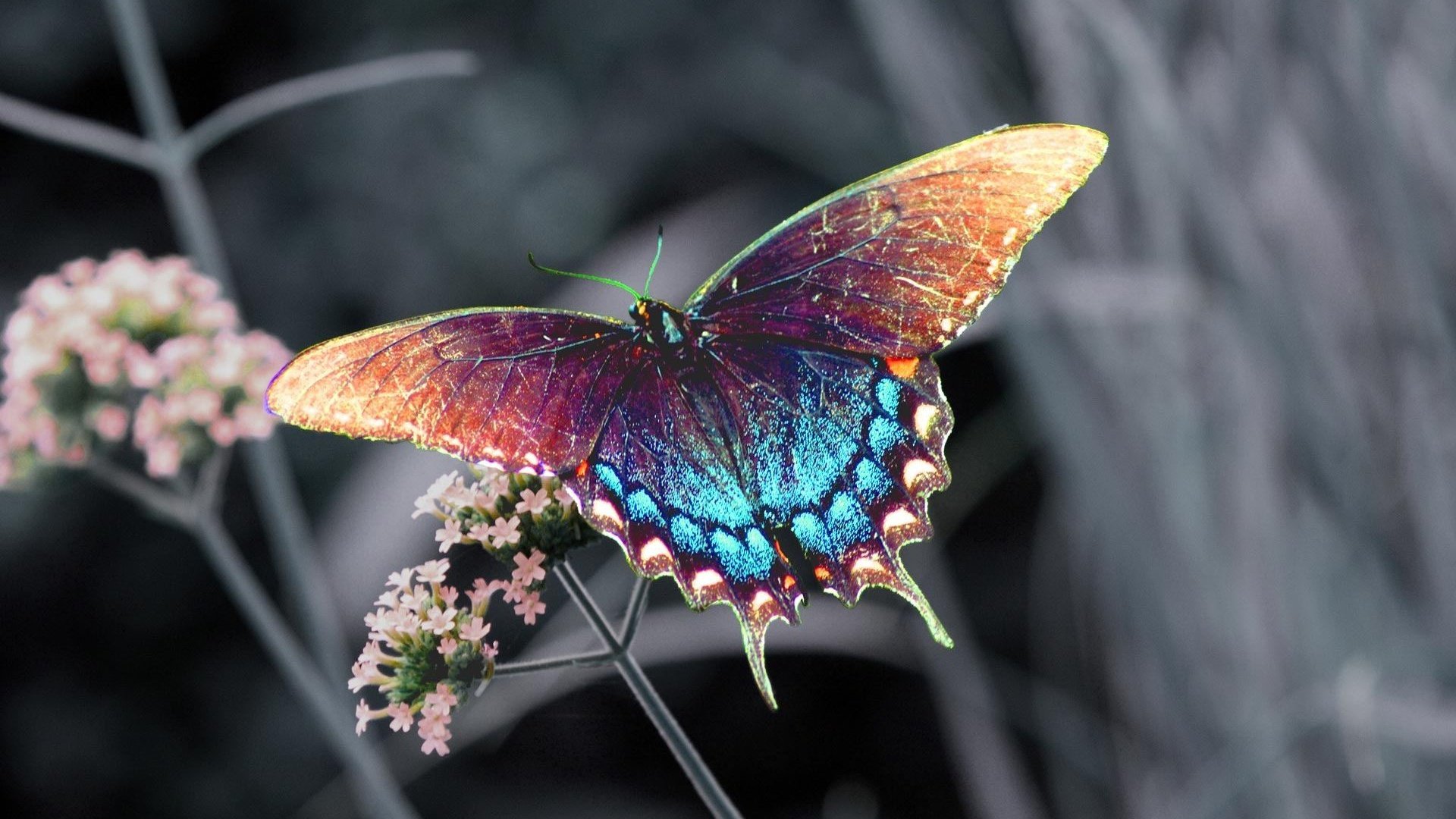 insect butterfly flower