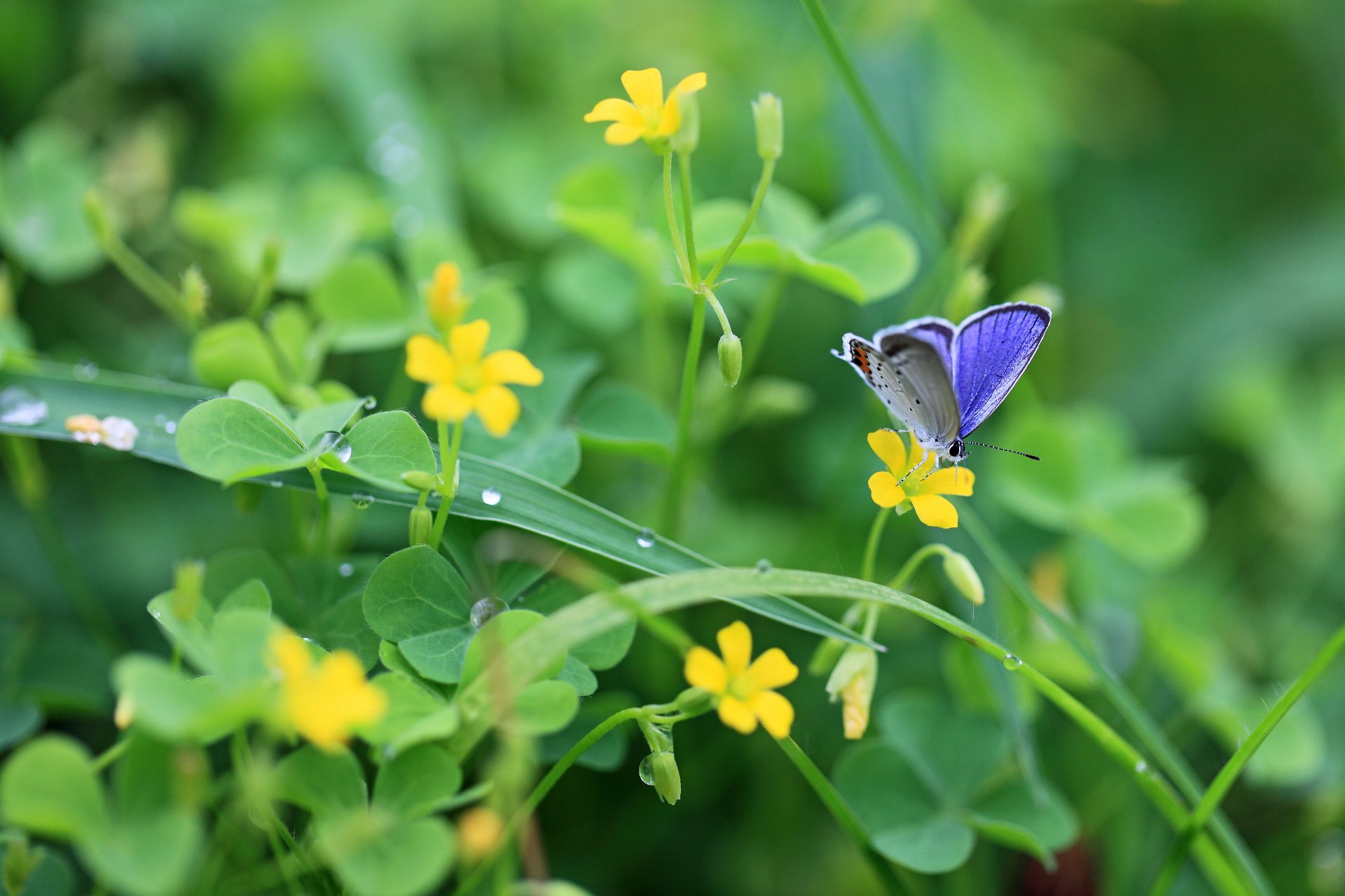 grün pflanzen klee blätter blumen gelb schmetterling insekt tropfen tau natur makro