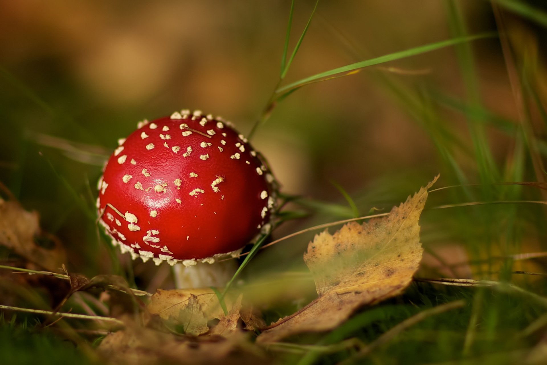 grzyb muchomor liście trawa jesień bokeh