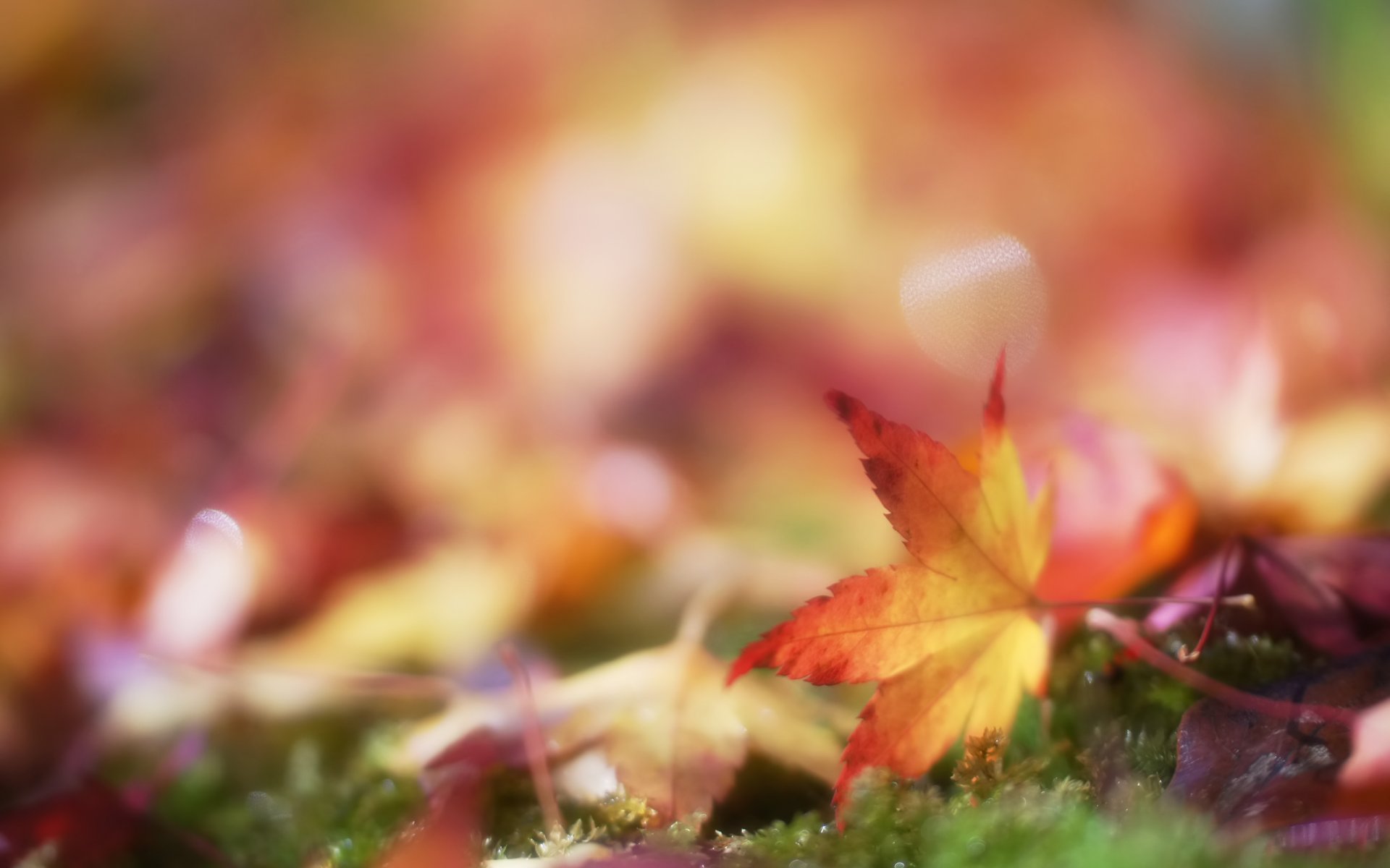 blatt blätter moos herbst unschärfe bokeh