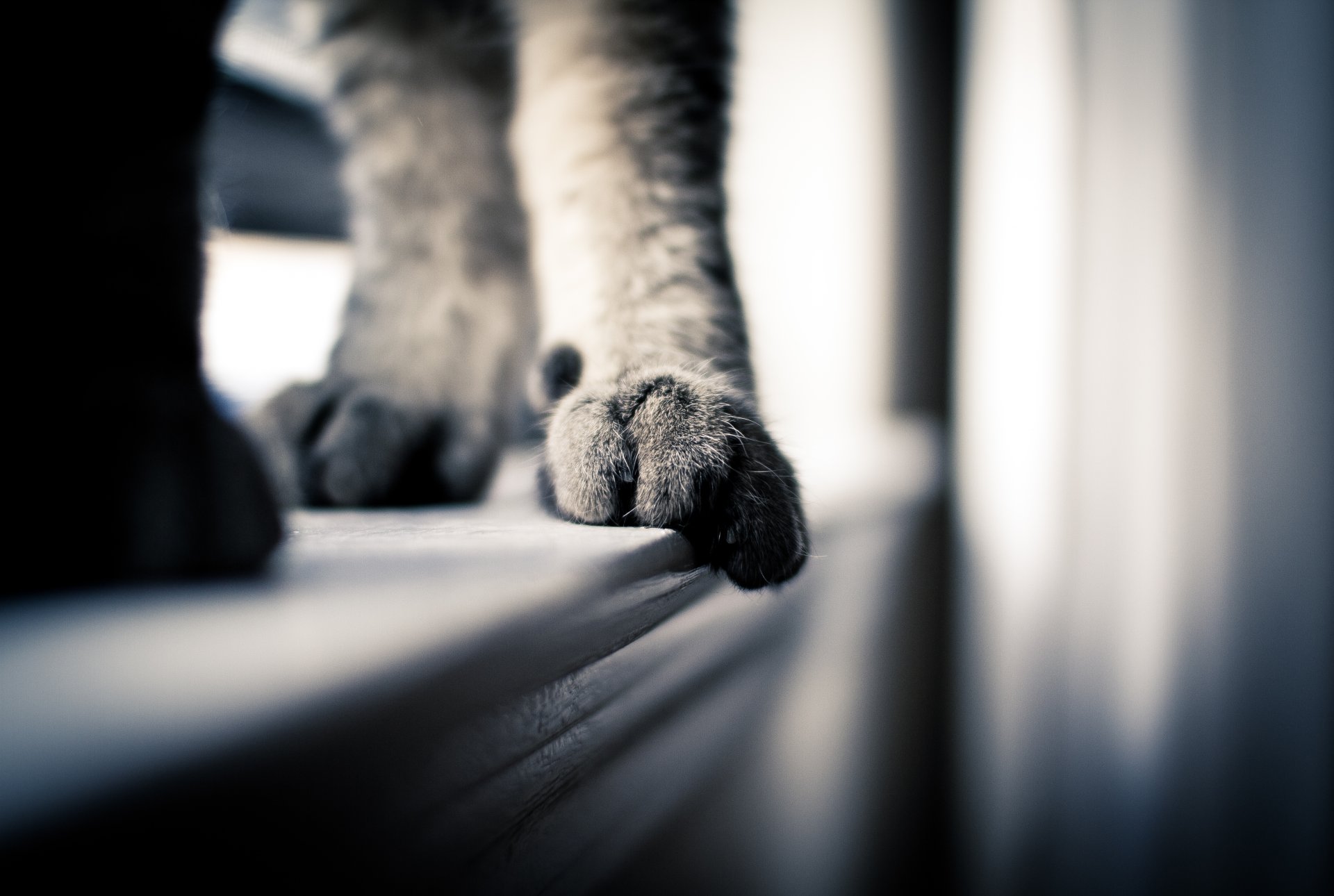 macro gato patas