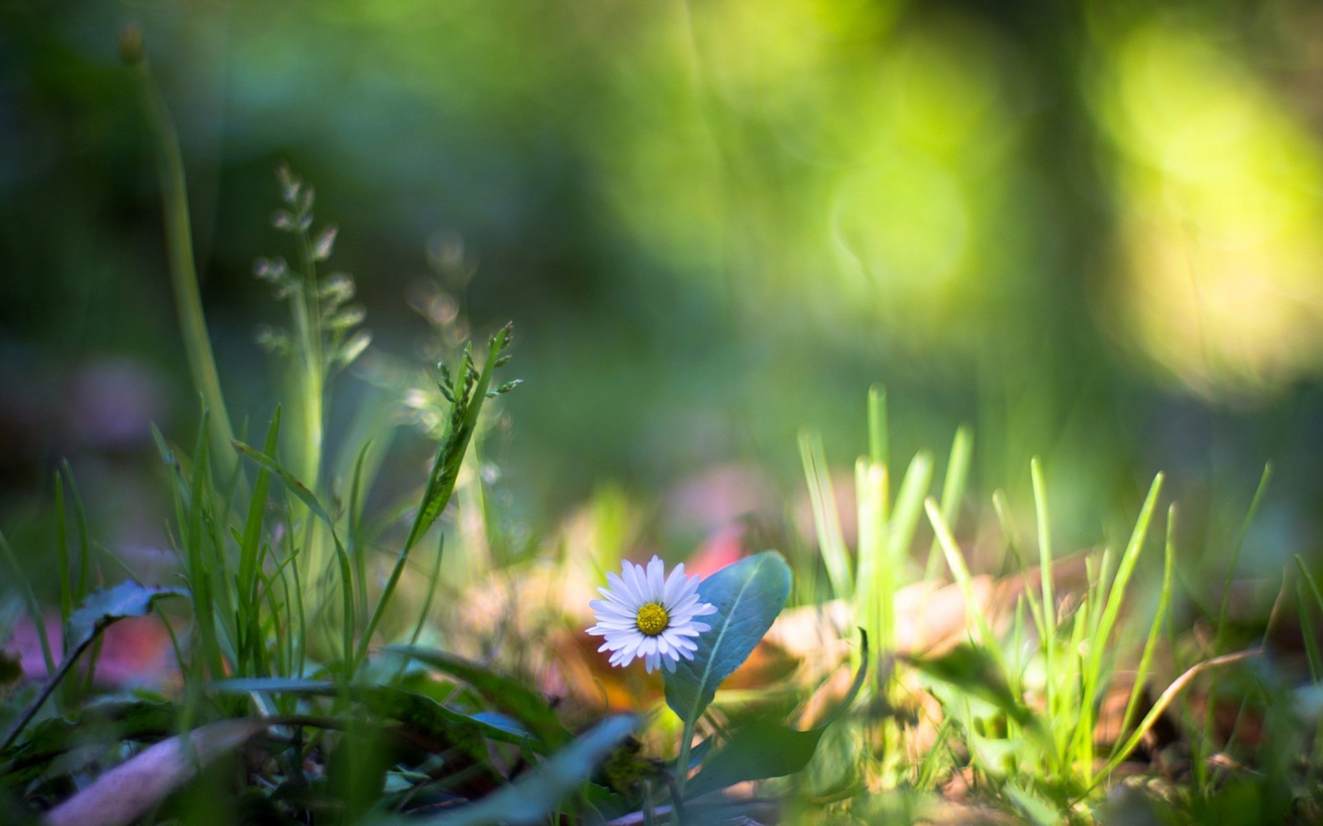 plants nature grass flower close up