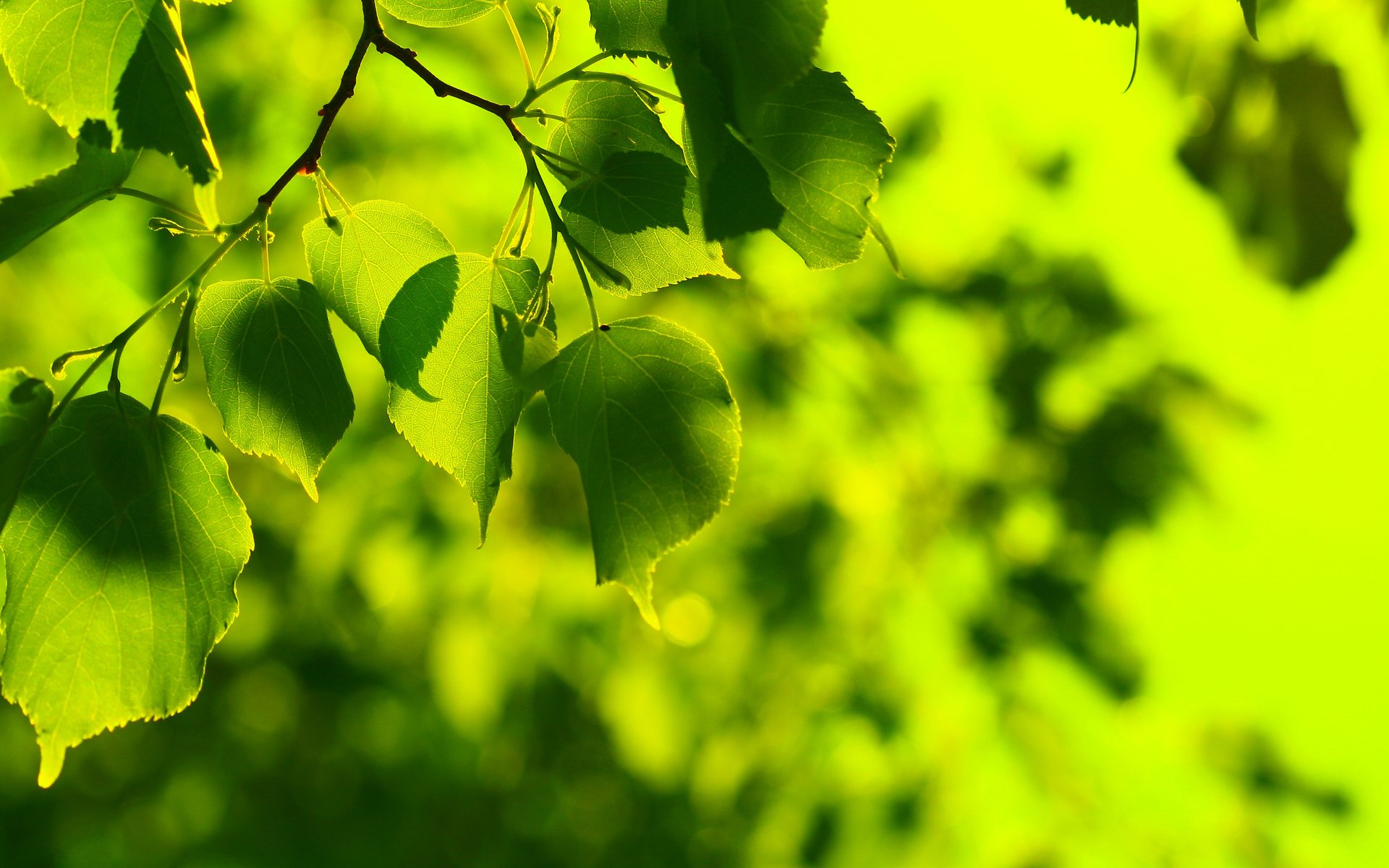 macro wallpaper tree spring spring wallpaper freshness summer summer wallpaper greenery green green leaves leaf leaflet leaflet leaves leaf wallpaper leaves wallpaper green desktop wallpaper macro desktop wallpaper desktop wallpaper