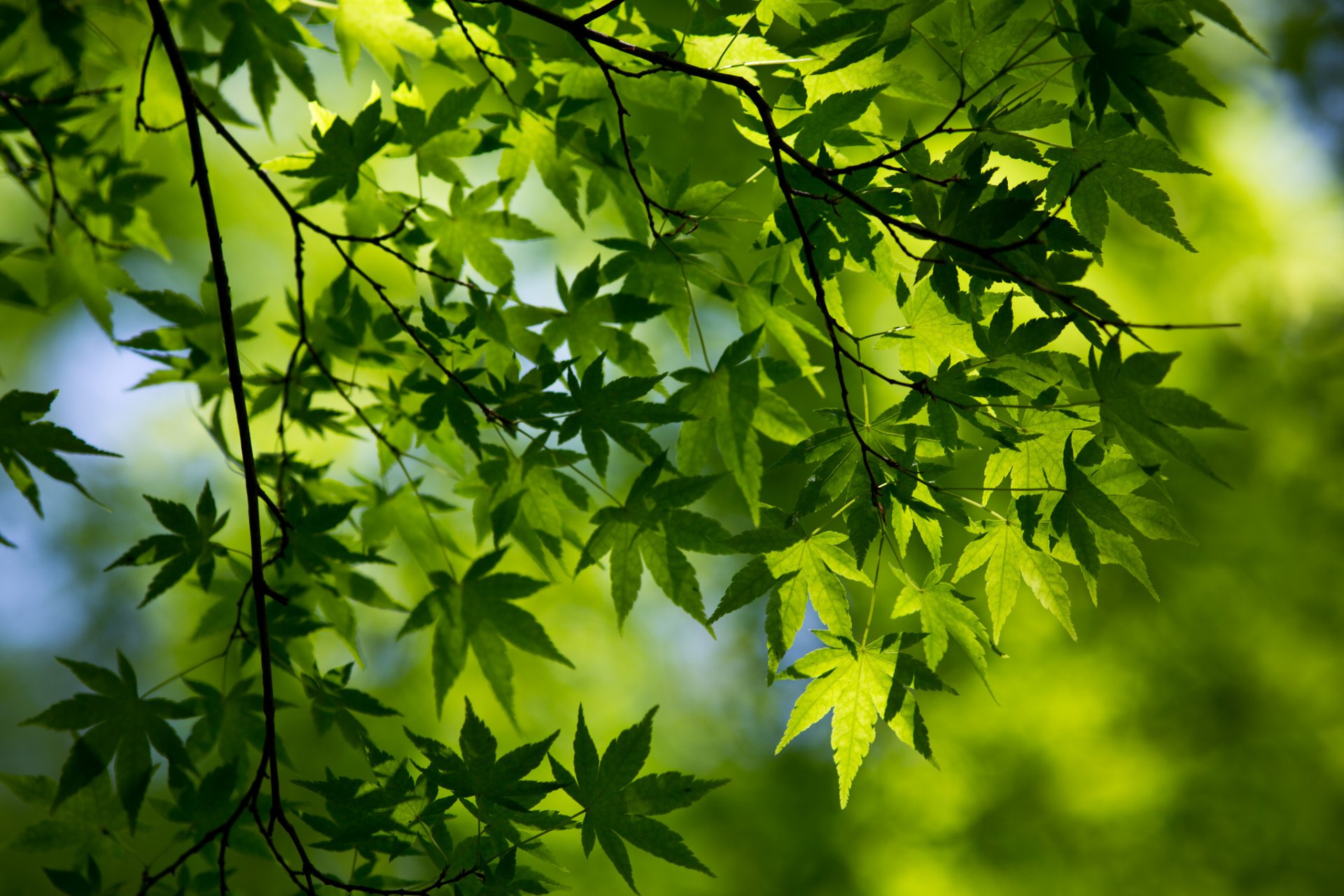 close up spring branch foliage green