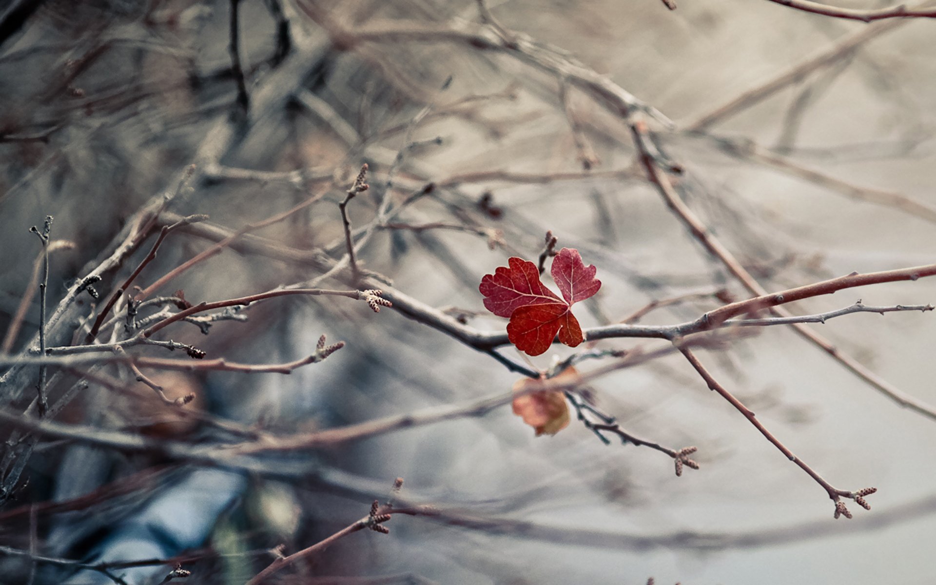 zweige blatt herbst