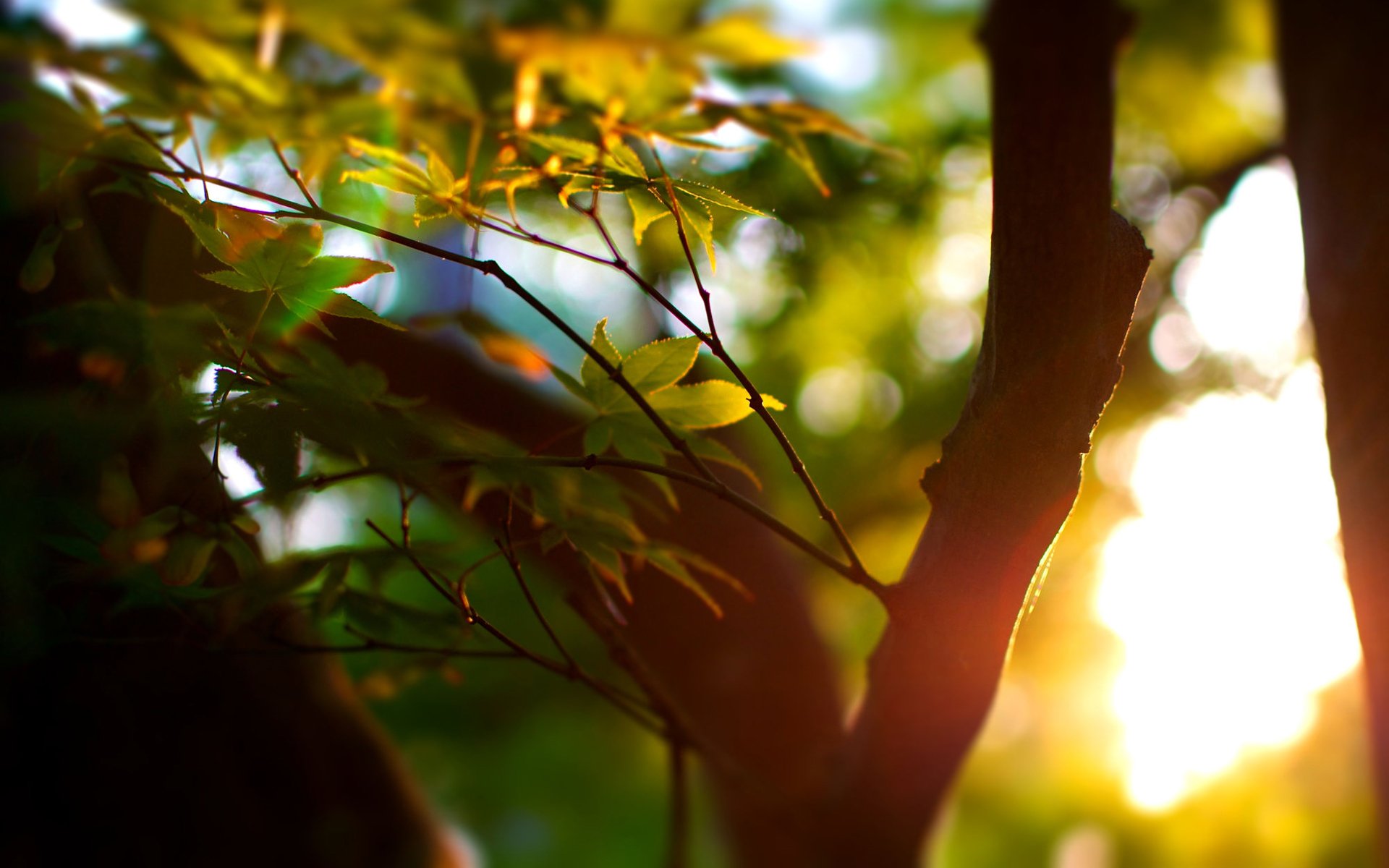 été arbre arbres macro bokeh mise au point feuilles folioles feuilles folioles feuillage verdure rayons soleil lumière humeur écorce tronc fond d écran large fond d écran large