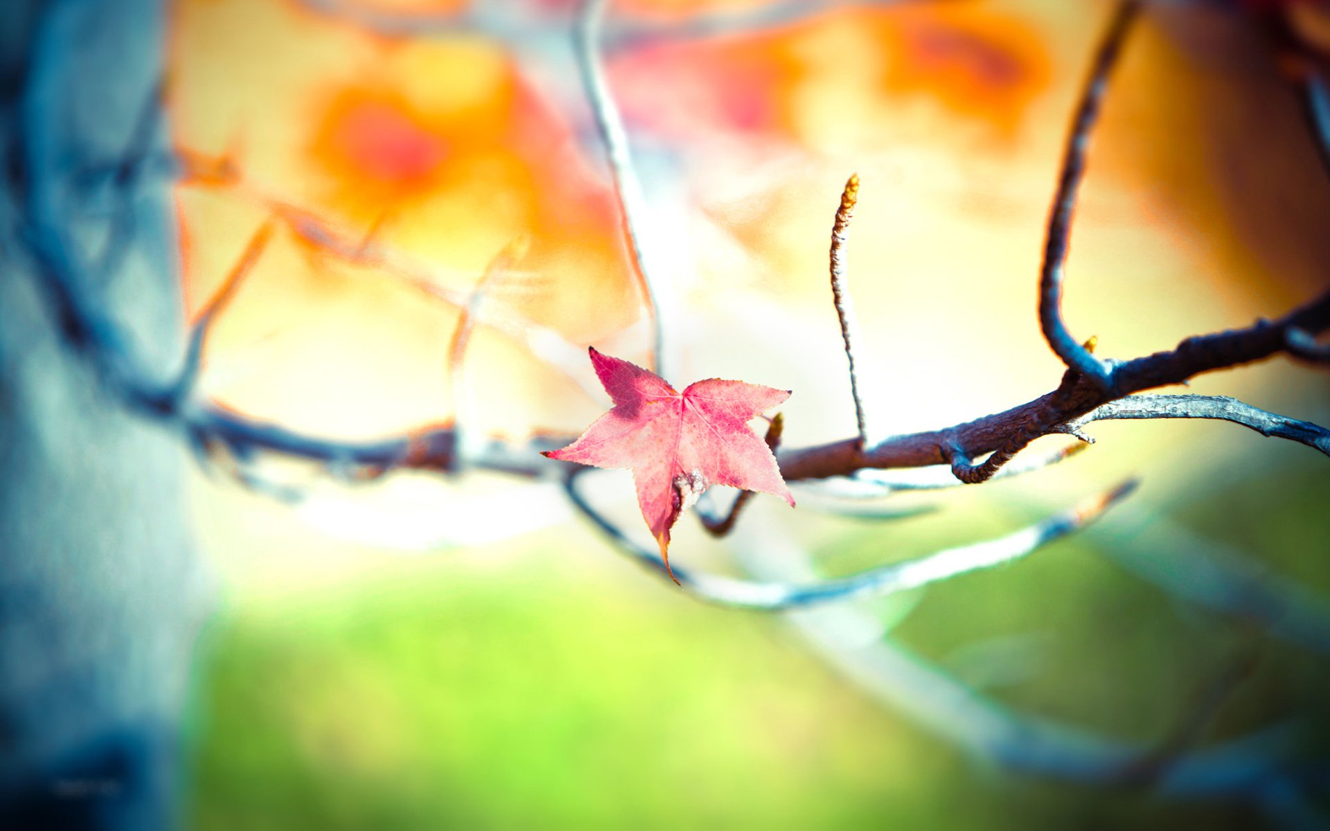 macro wallpaper tree trees branch photo focus blur sharpness branches leaf leaves leaves leaves foliage bokeh bokeh wallpaper macro leaves wallpaper leaf wallpaper widescreen wallpaper widescreen wallpaper with shift and tilt rado