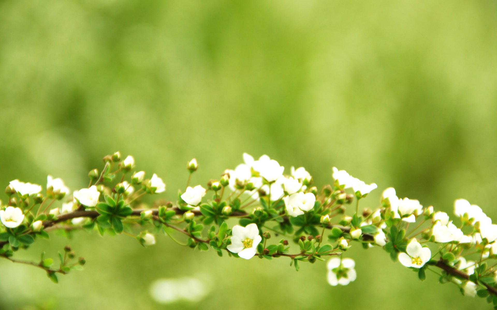 branche branche branches branches fleurs fleur fleurs fleur arbre verdure mise au point vert papier peint de bureau papier peint de bureau meilleur fond d écran économiseurs d écran fonds d écran widescreen fonds d écran widescreen fonds d écran widescreen fonds d écran widescreen fonds d écran widescreen fonds d écran widescreen fonds d écran widescreen fonds d écran widescreen fonds d écran widescreen 