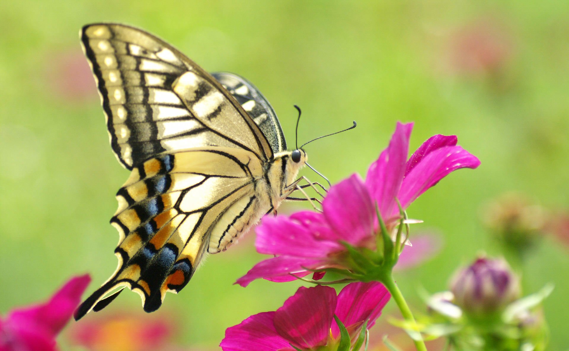 makro motyl piękny uroda kolorowy żółty kwiat różowy