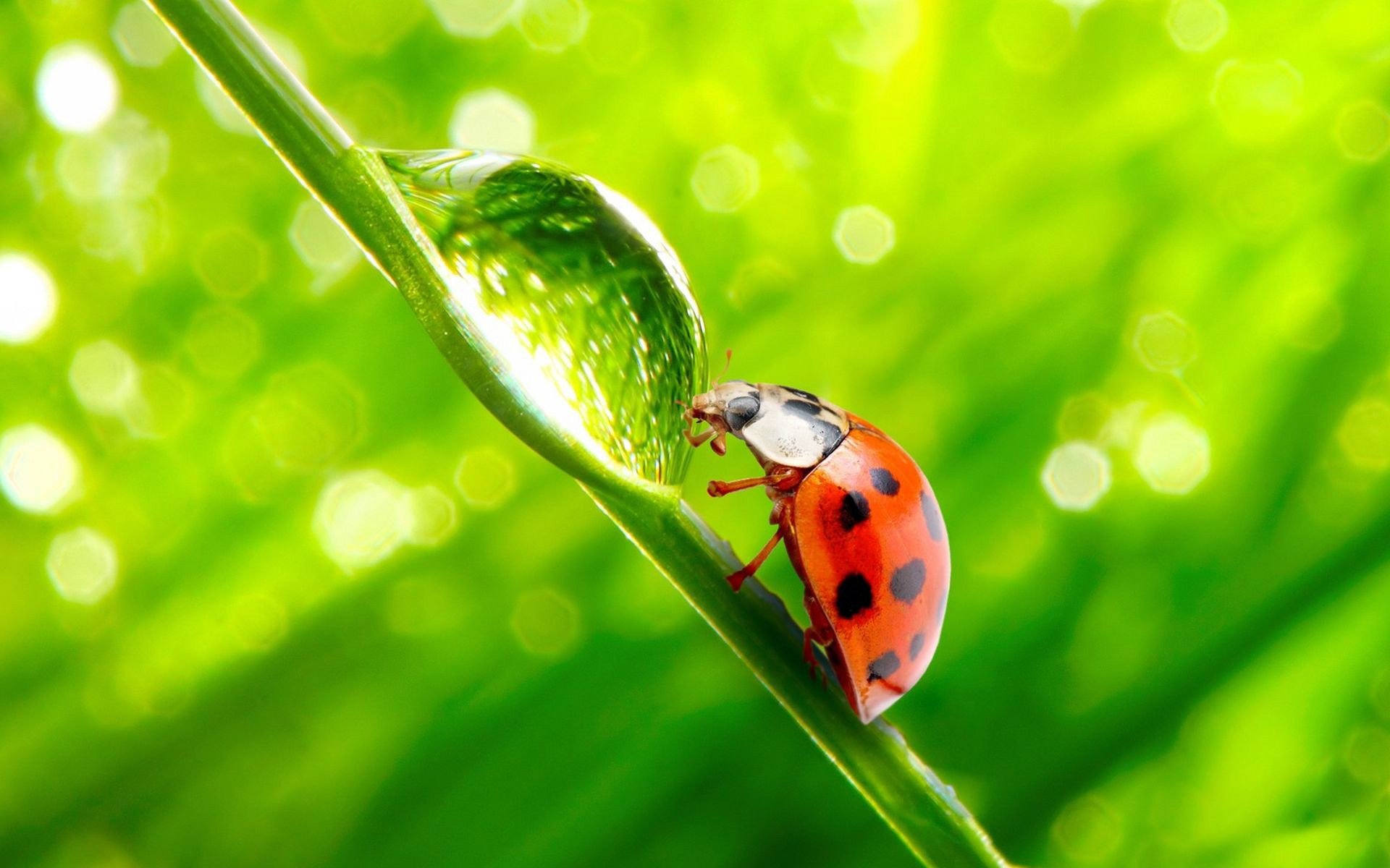 fond herbe tige insecte coccinelle goutte lentille réflexion eau rosée