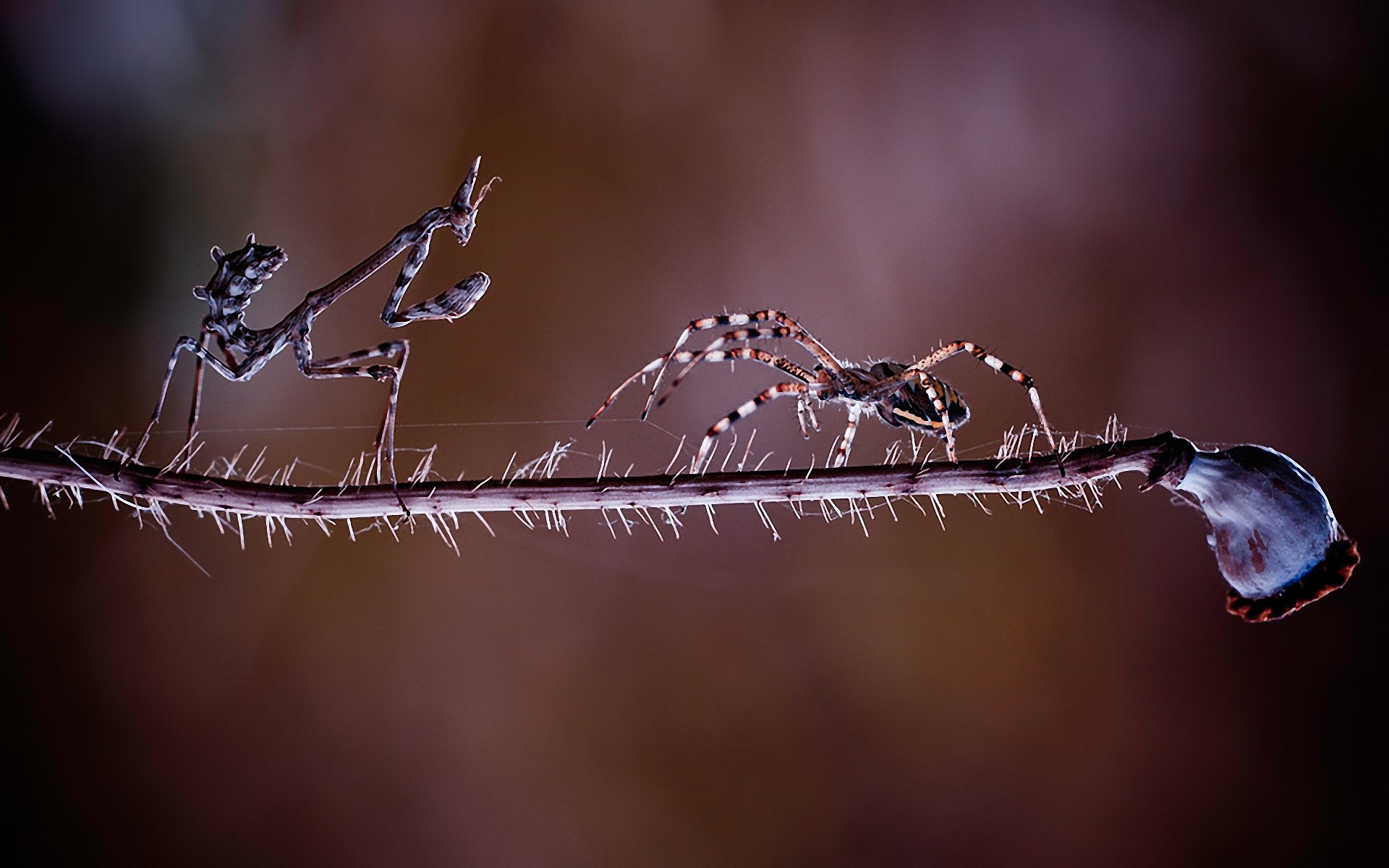 mantis araña encuentro lucha batalla