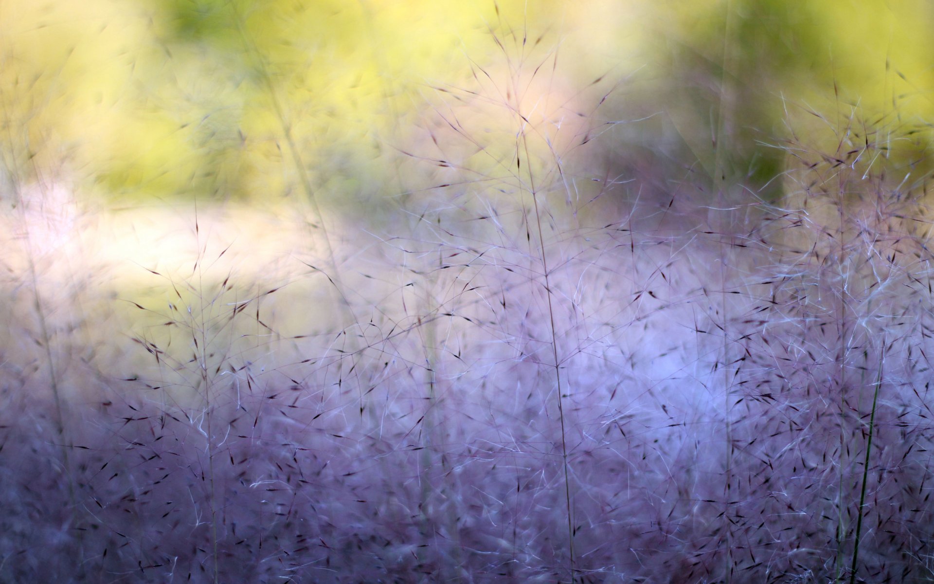 macro nature peintures herbe plantes buissons violet macro couleurs violet 2560x1600