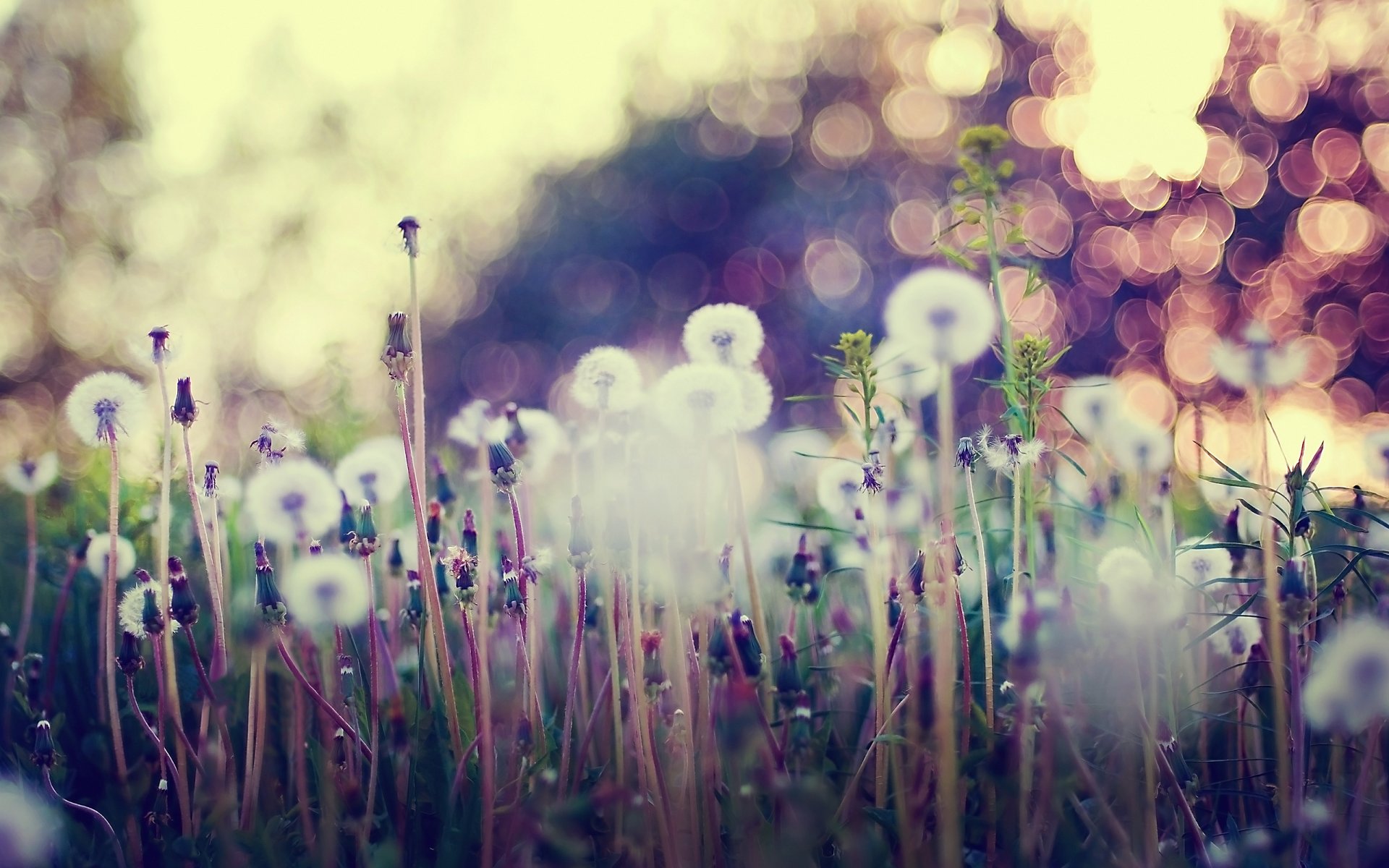 close up dandelions grass flower reflection