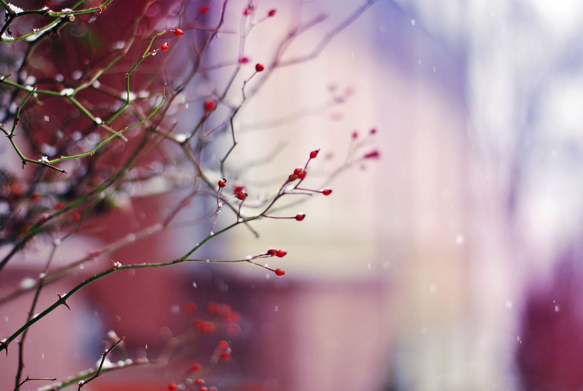 nature plant branch branches berries winter snow