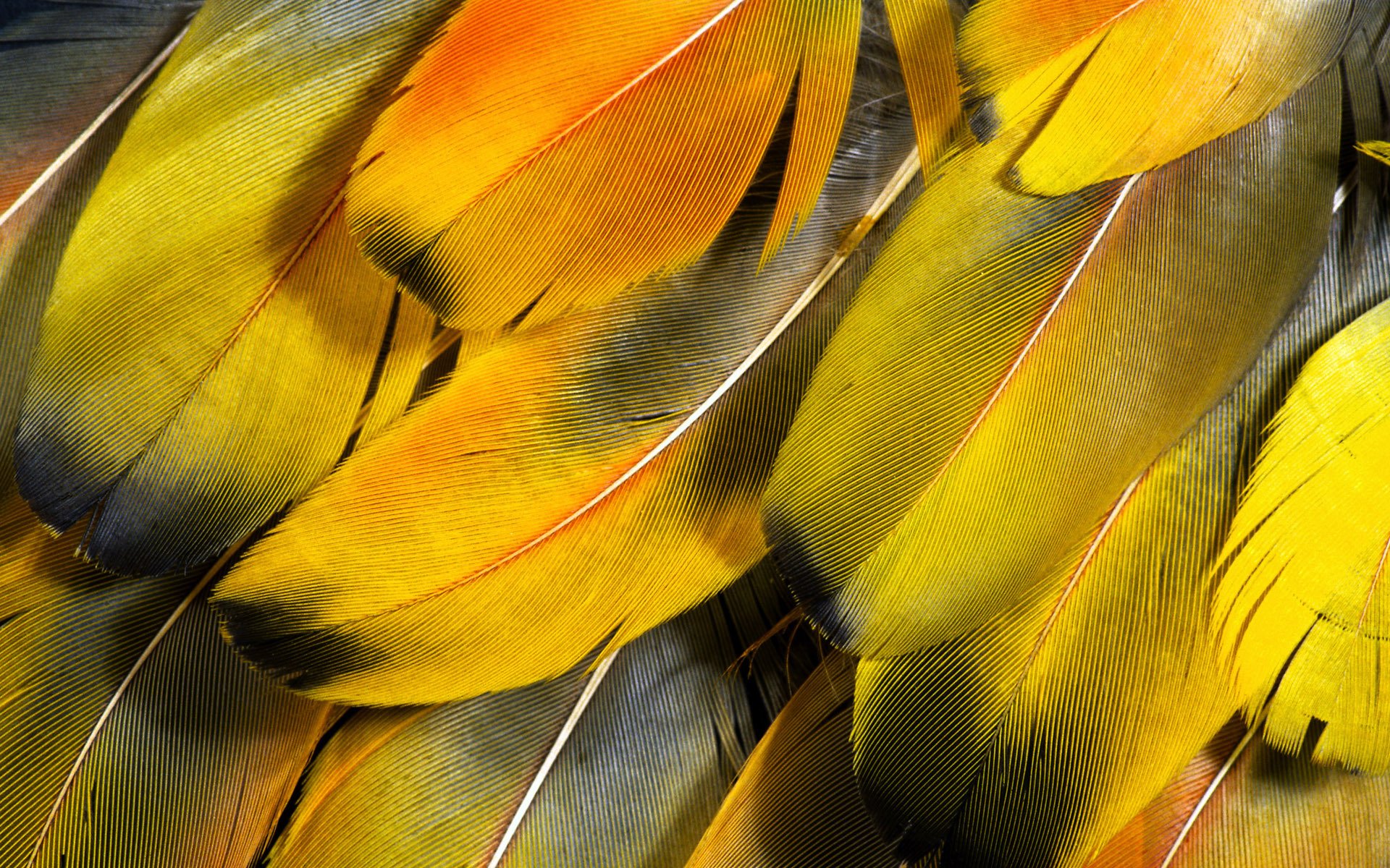 close up feathers wallpapers 1920x1200