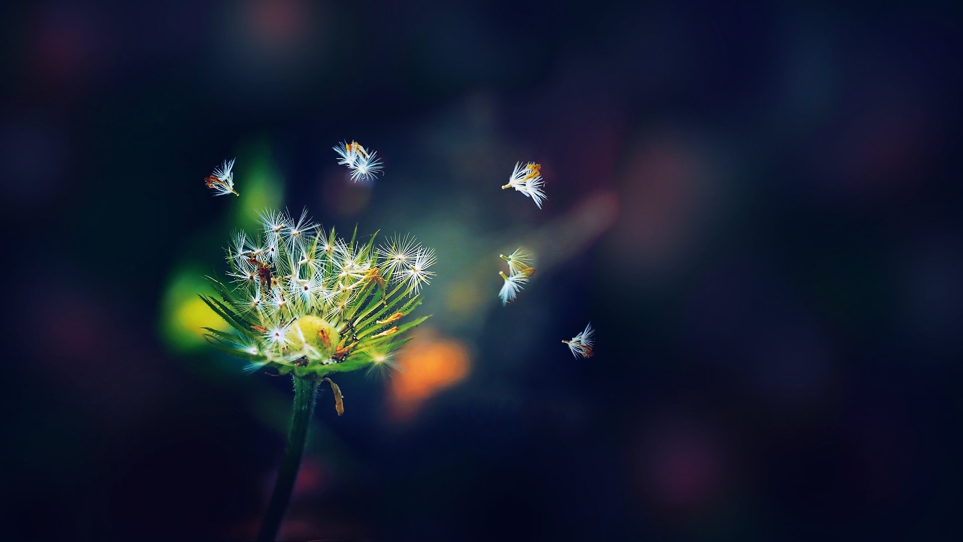 fondo flor diente de león semillas colores verde blanco azul oscuro