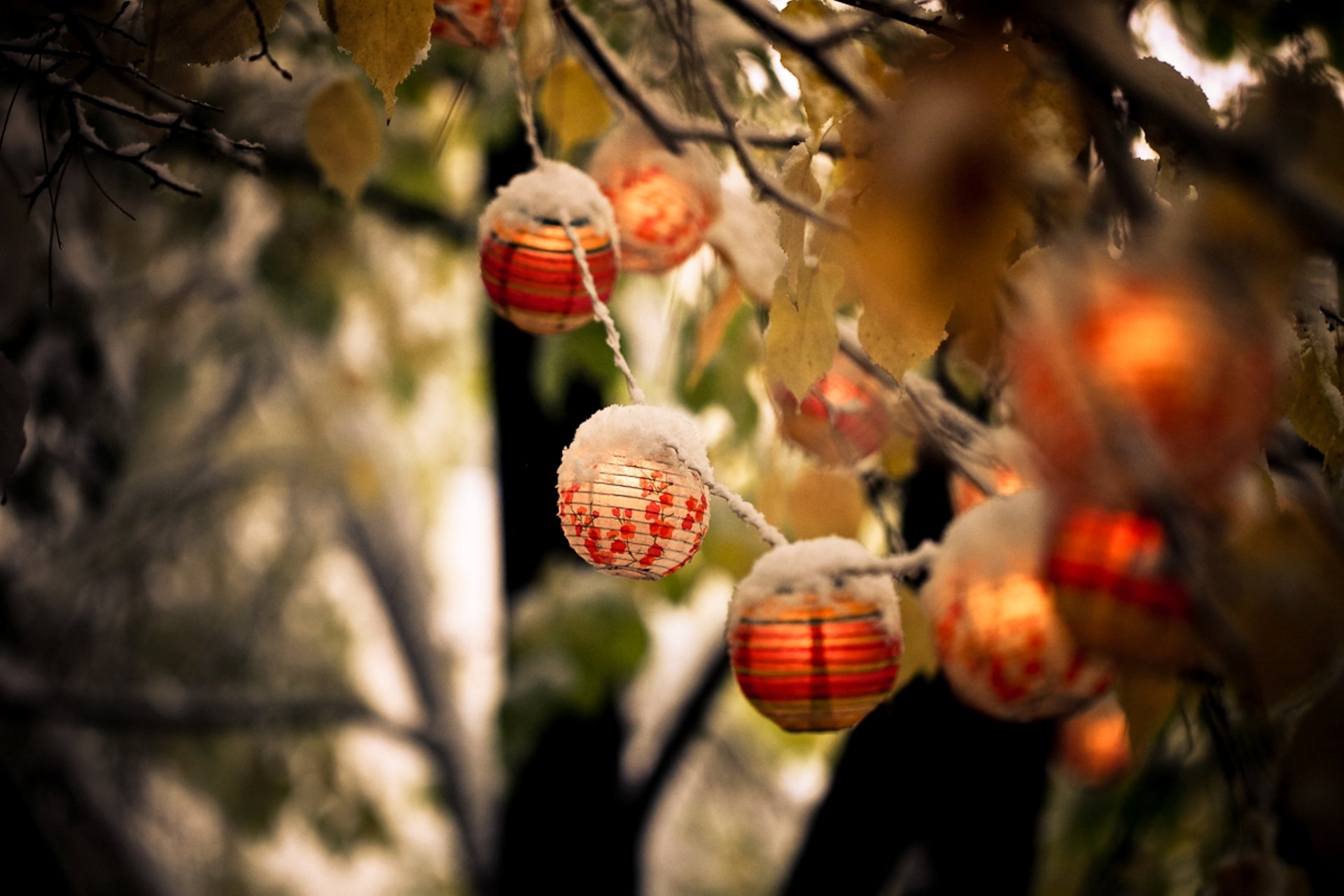 nature autumn branch leaves snow flashlight