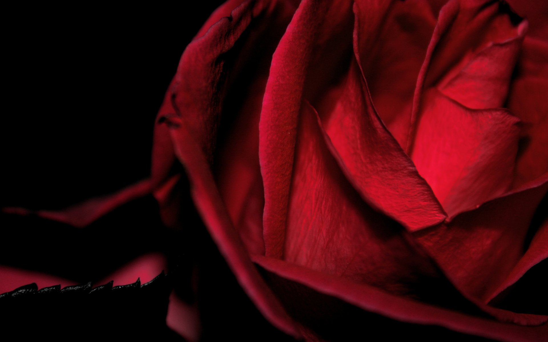 flower rose red close up the queen of flowers black background