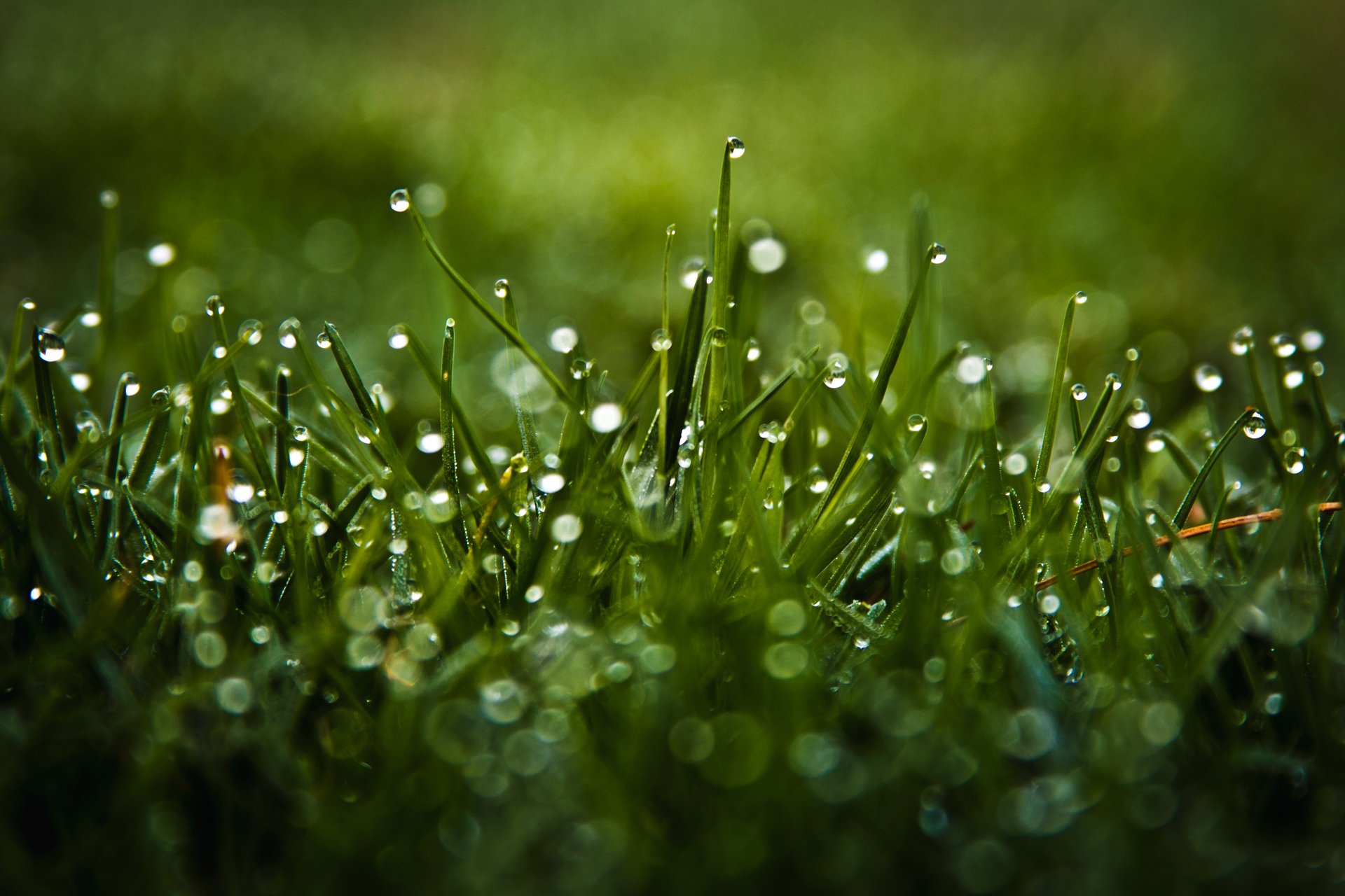 close up drops grass rosa reflection