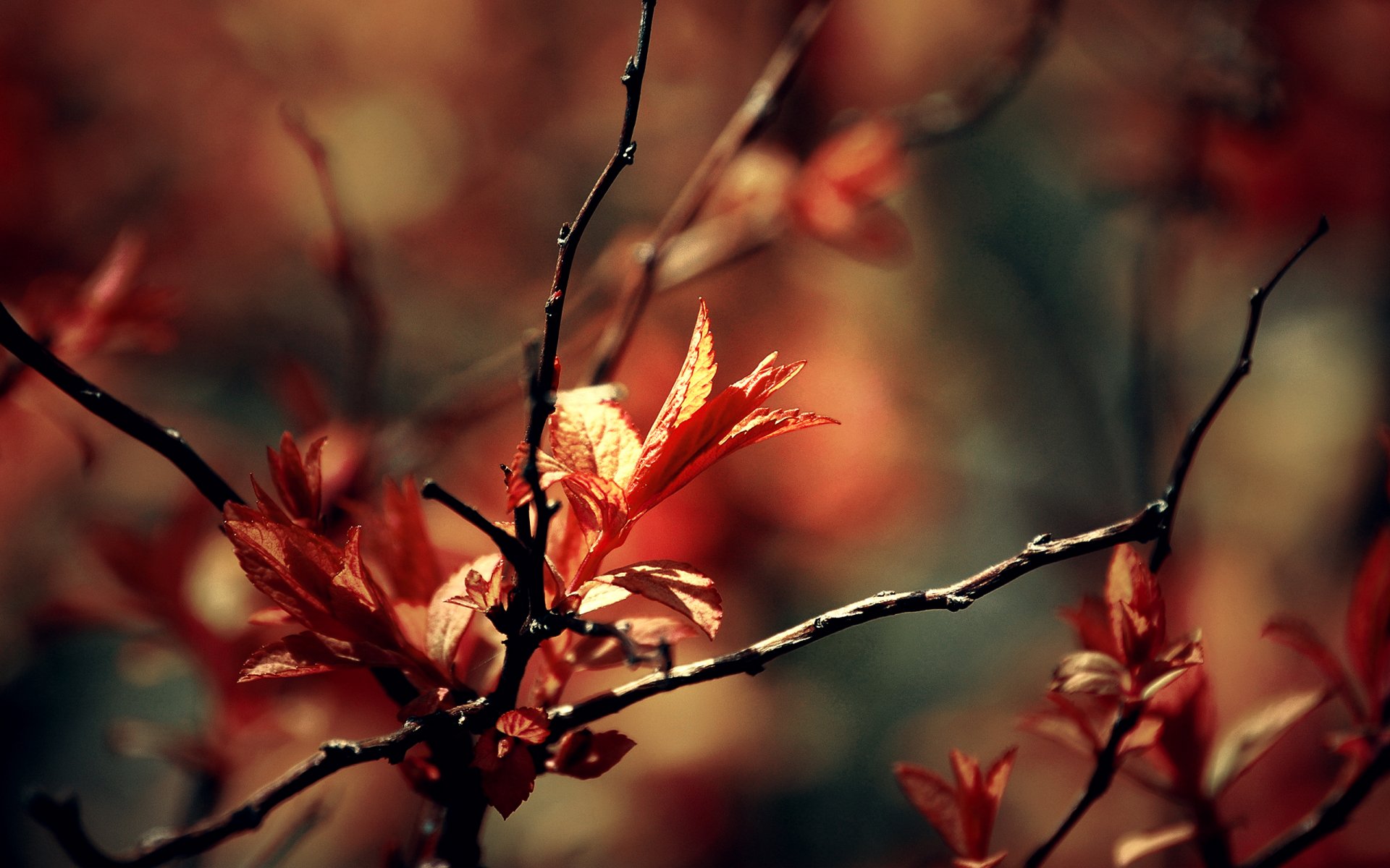 gros plan branches feuillage printemps