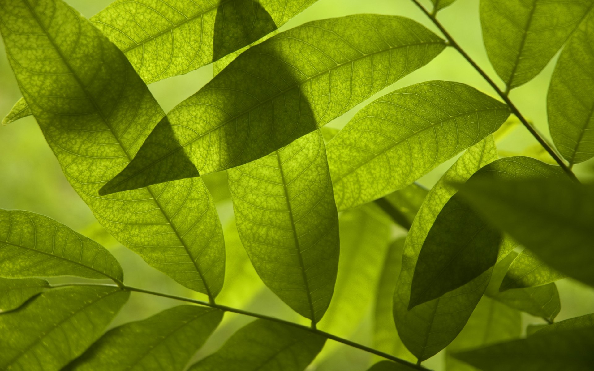 follaje hojas caída de hojas vegetación frescura verde verde árbol primavera verano fondos de pantalla fondos de pantalla mejores fondos de pantalla fondos de pantalla fondos de pantalla de pantalla ancha fondos de pantalla de pantalla ancha fondos de pantalla de pantalla ancha descargar fondos de pantalla